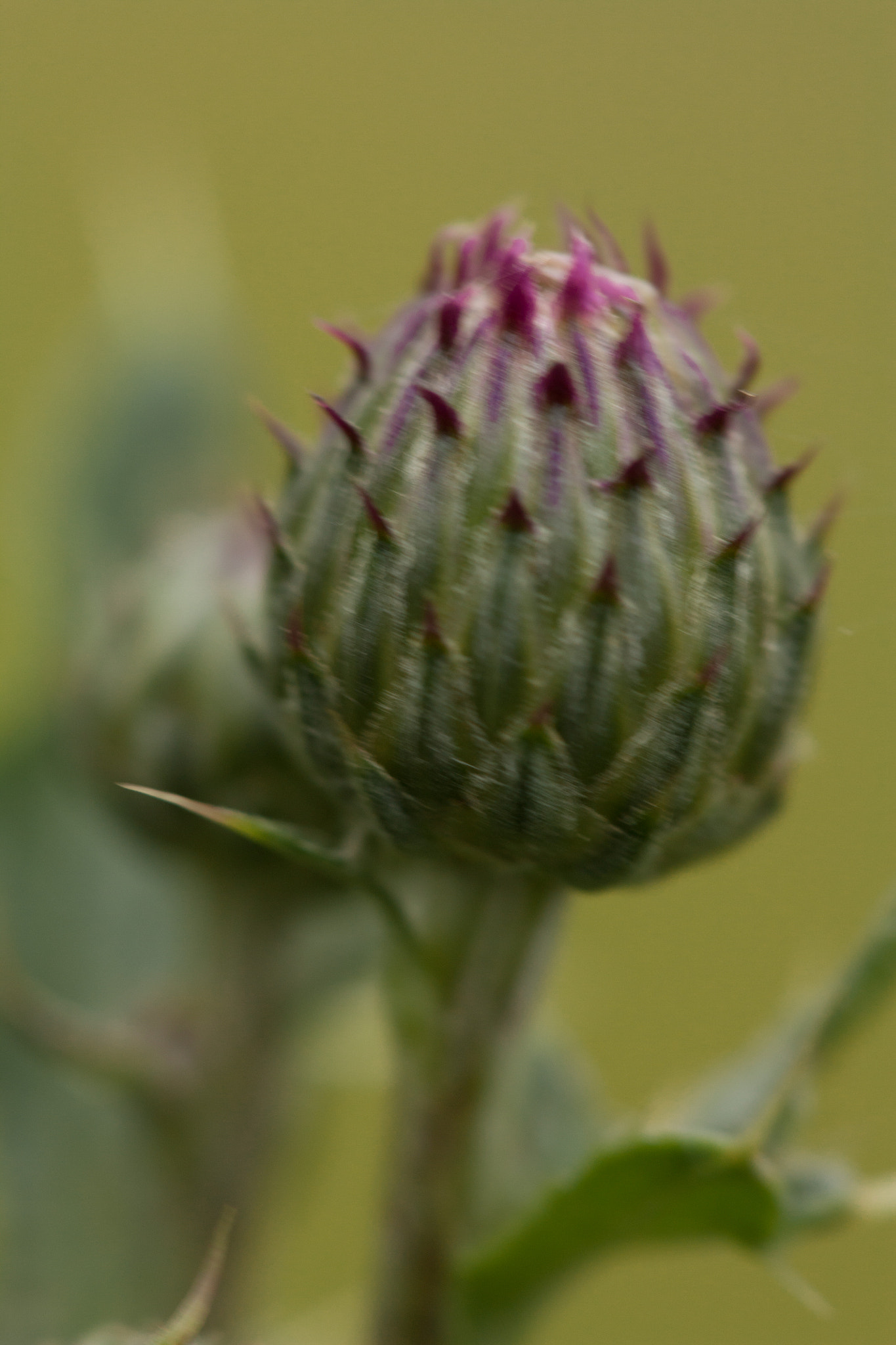 Canon EF 100mm F2.8 Macro USM sample photo. Chardon photography