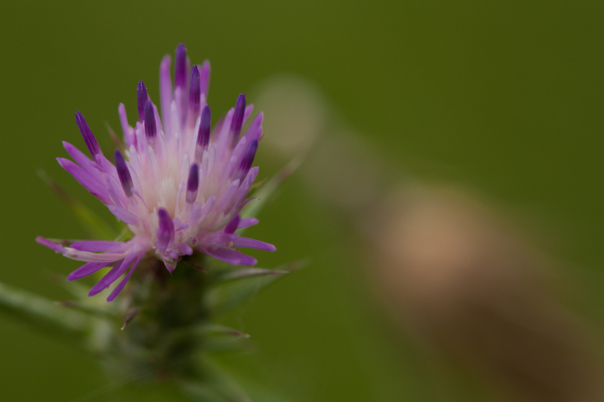Canon EF 100mm F2.8 Macro USM sample photo. Chardon photography
