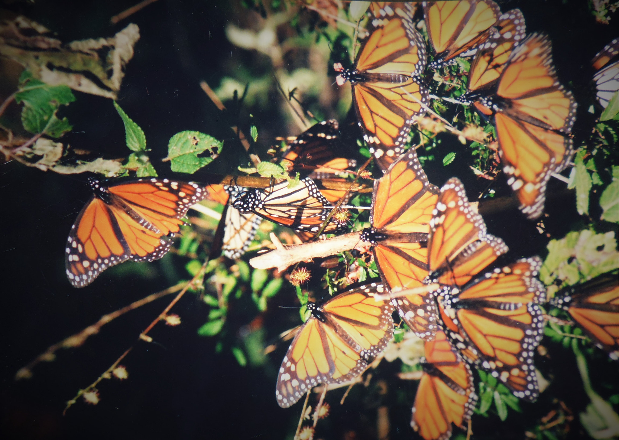 Panasonic DMC-XS1 sample photo. Mariposas monarca sobre una planta photography