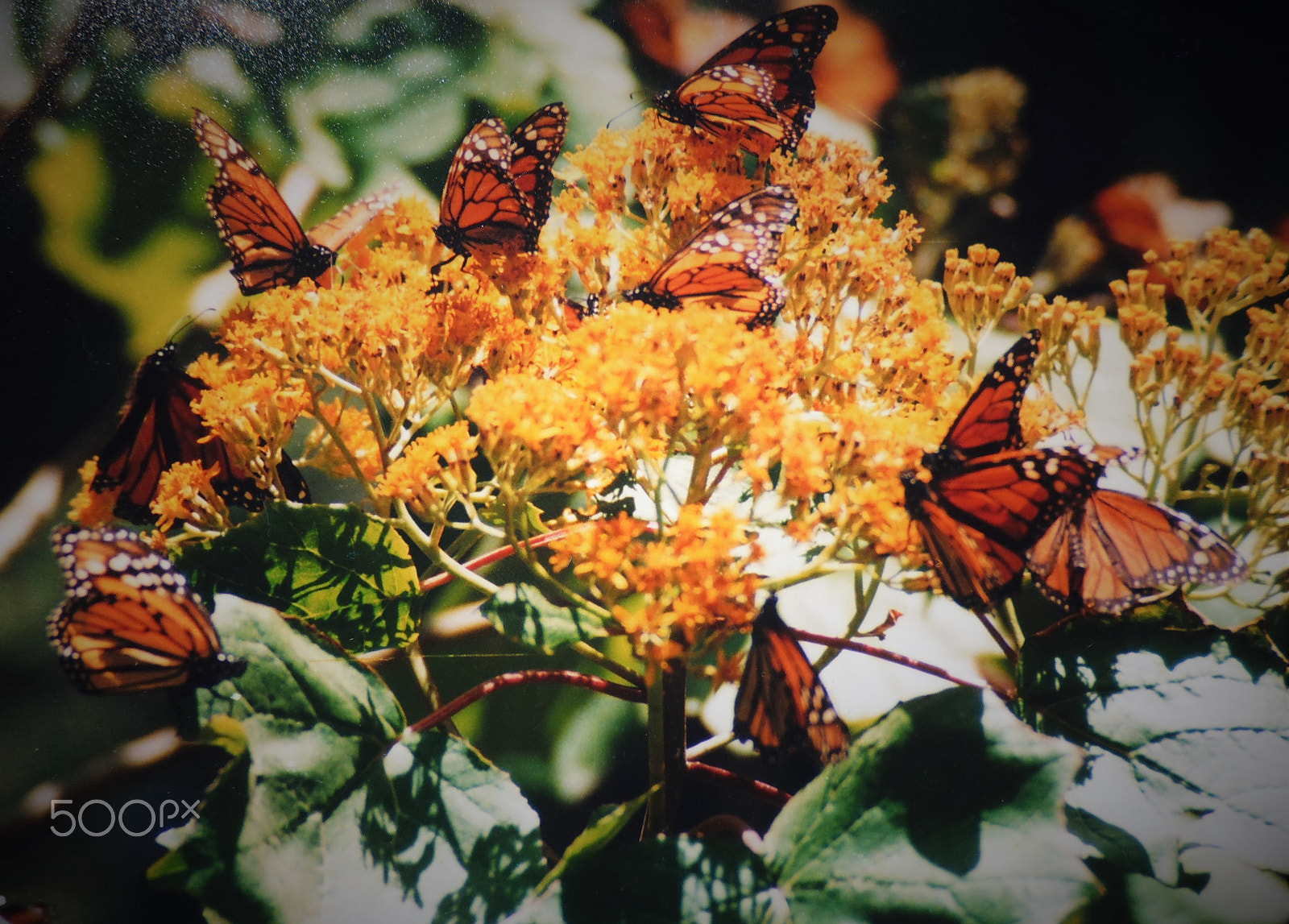 Panasonic DMC-XS1 sample photo. Mariposas monarca comiendo de los oyameles photography
