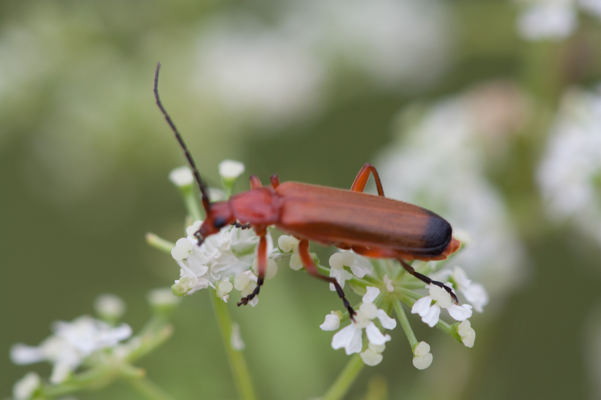 Canon EF 100mm F2.8 Macro USM sample photo. Exploration photography