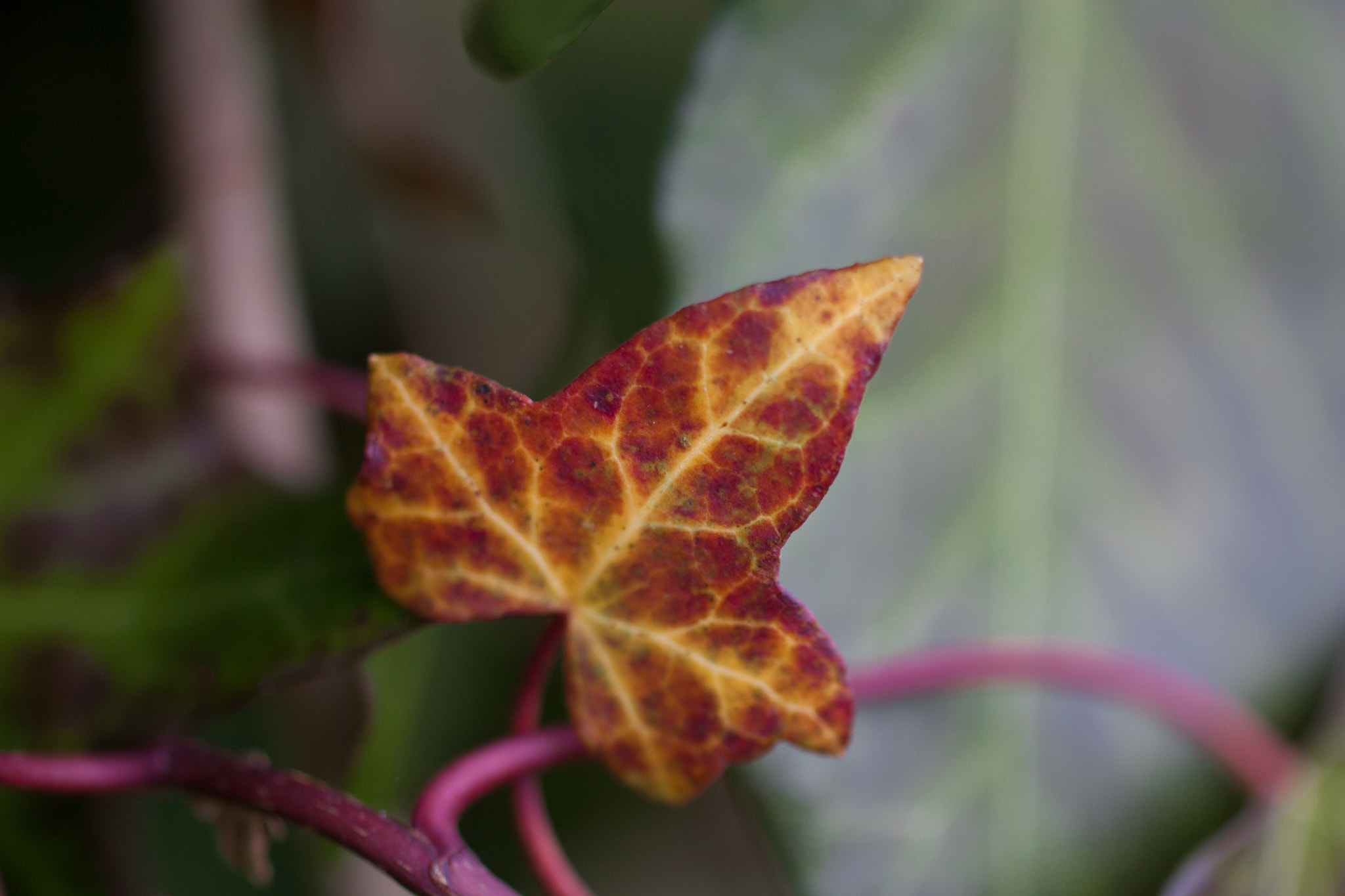Tamron SP AF 60mm F2 Di II LD IF Macro sample photo. Feuille de lierre photography