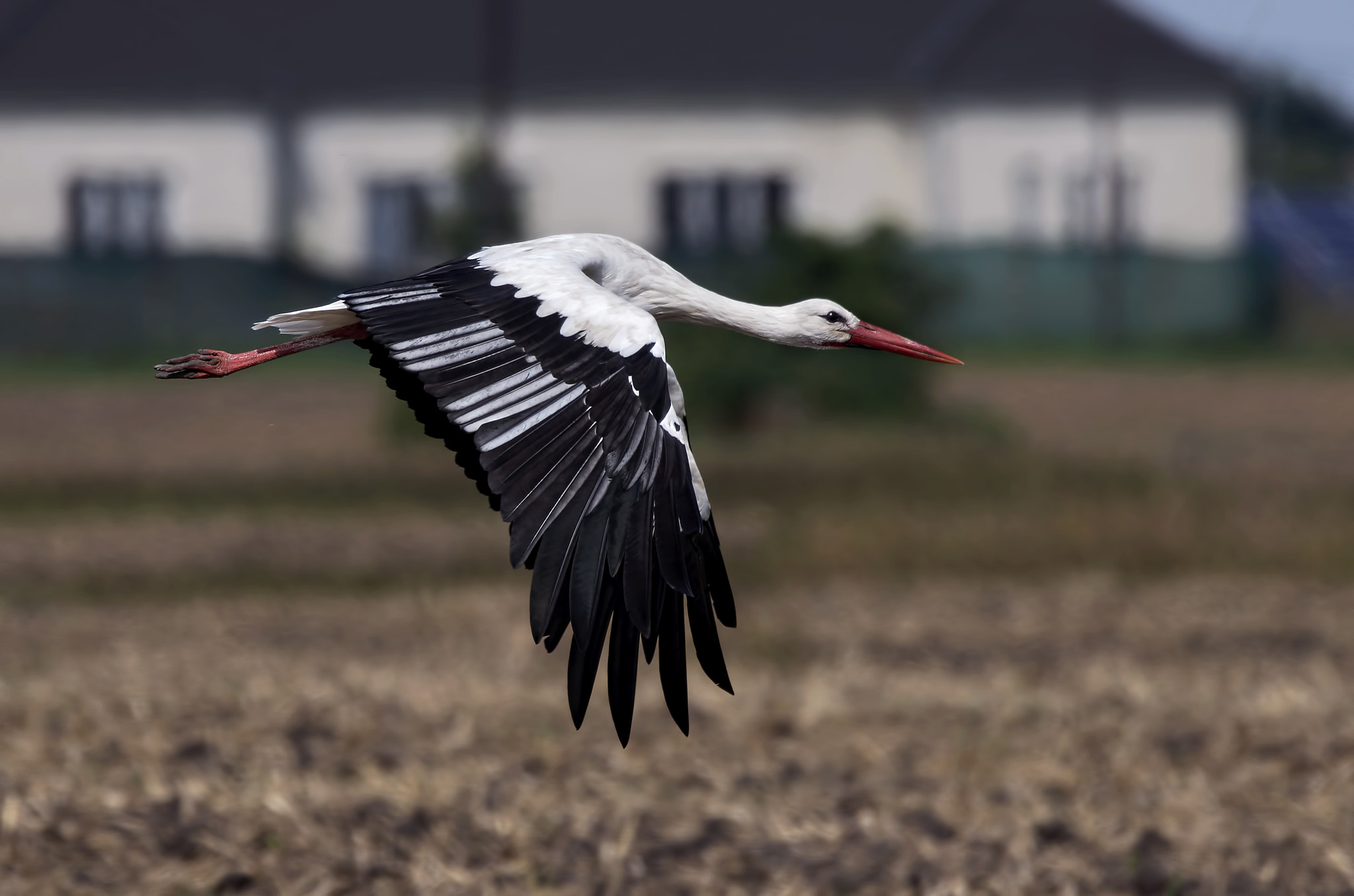 Nikon AF-S Nikkor 200-500mm F5.6E ED VR sample photo. "urban style" photography