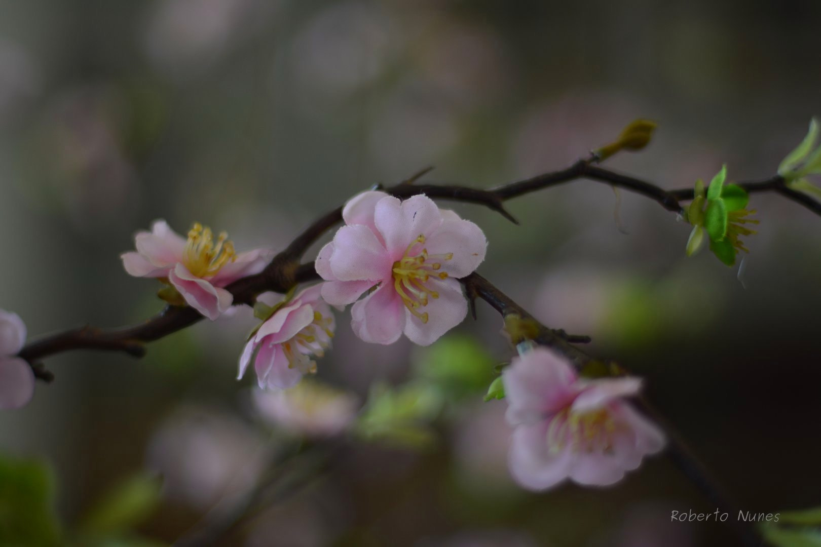 Manual Lens No CPU sample photo. Flor artificial photography