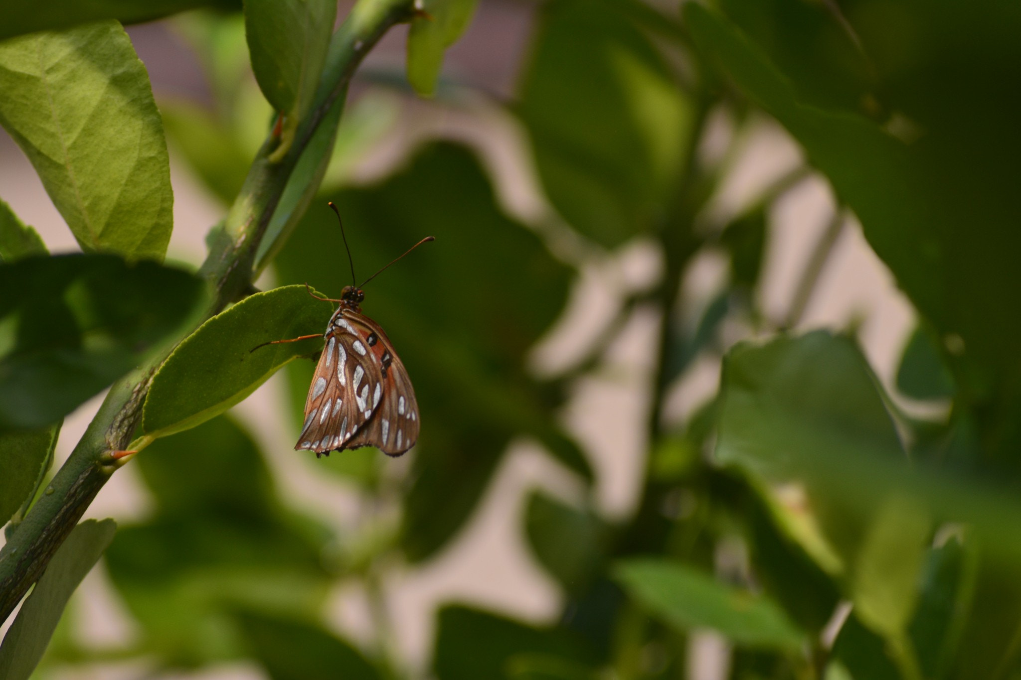 Nikon D7100 + AF Zoom-Nikkor 80-200mm f/4.5-5.6D sample photo. Borboleta photography