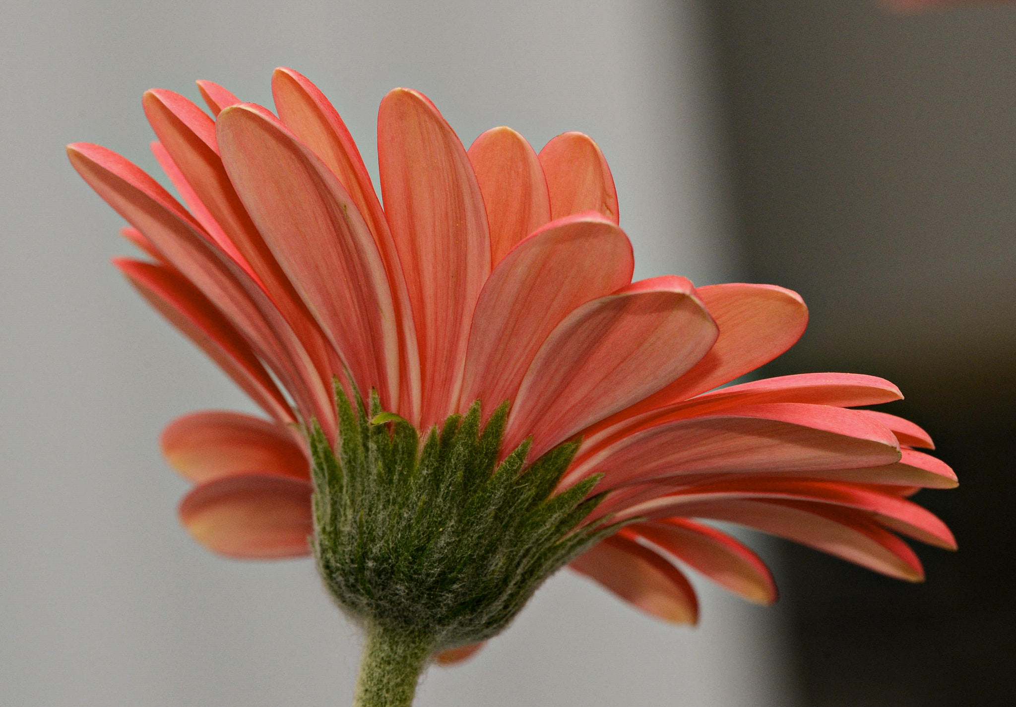 Tamron SP 70-200mm F2.8 Di VC USD sample photo. Orange daisy photography