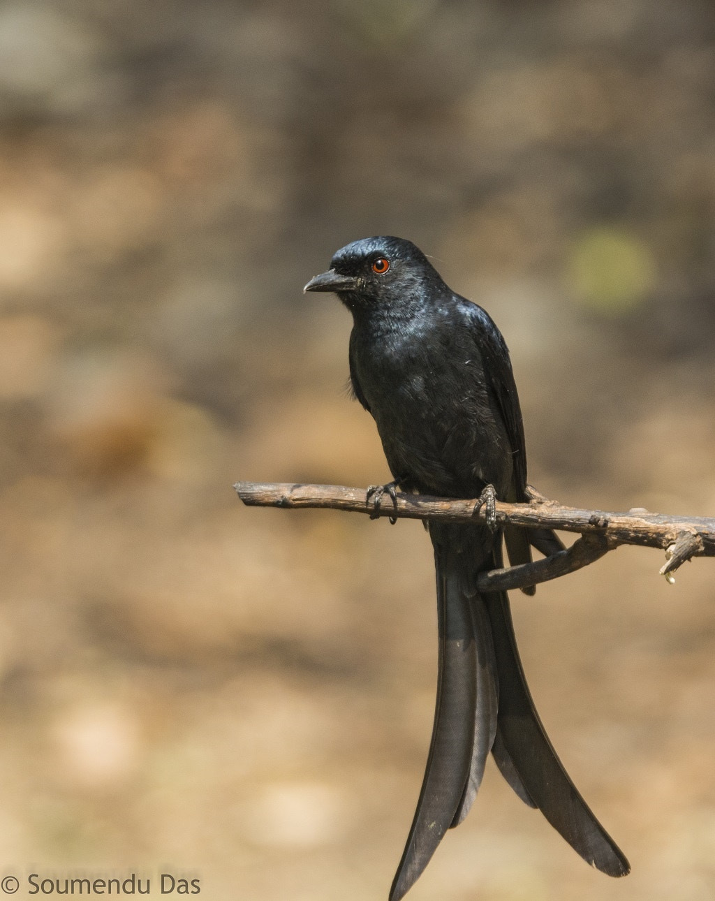 Nikon D5200 + Tamron SP 150-600mm F5-6.3 Di VC USD sample photo. Ashy drongo photography