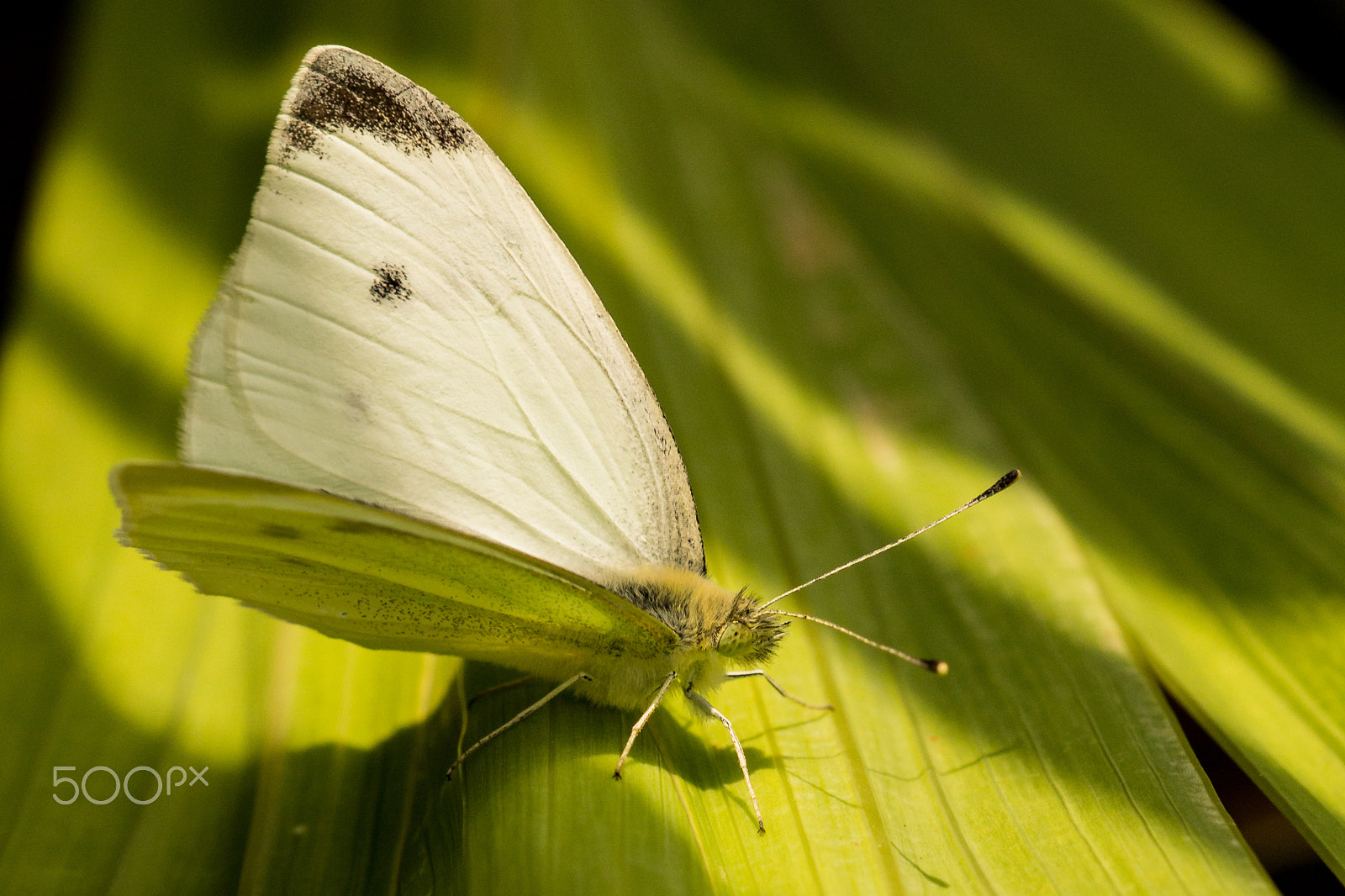 Sigma APO Macro 150mm f/2.8 EX DG HSM sample photo. Cabbage butterfly photography