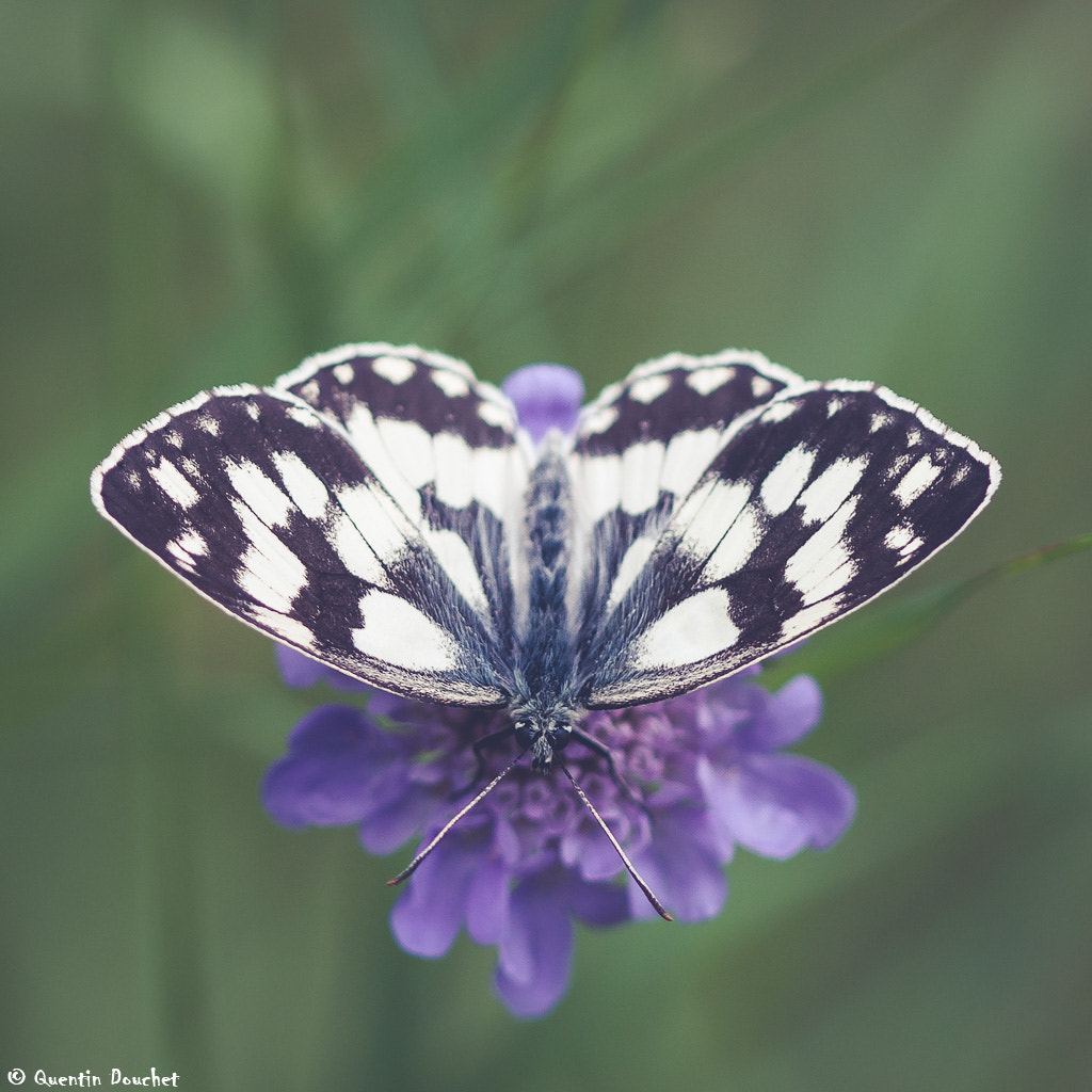 Canon EF 100mm F2.8 Macro USM sample photo. Papillon photography