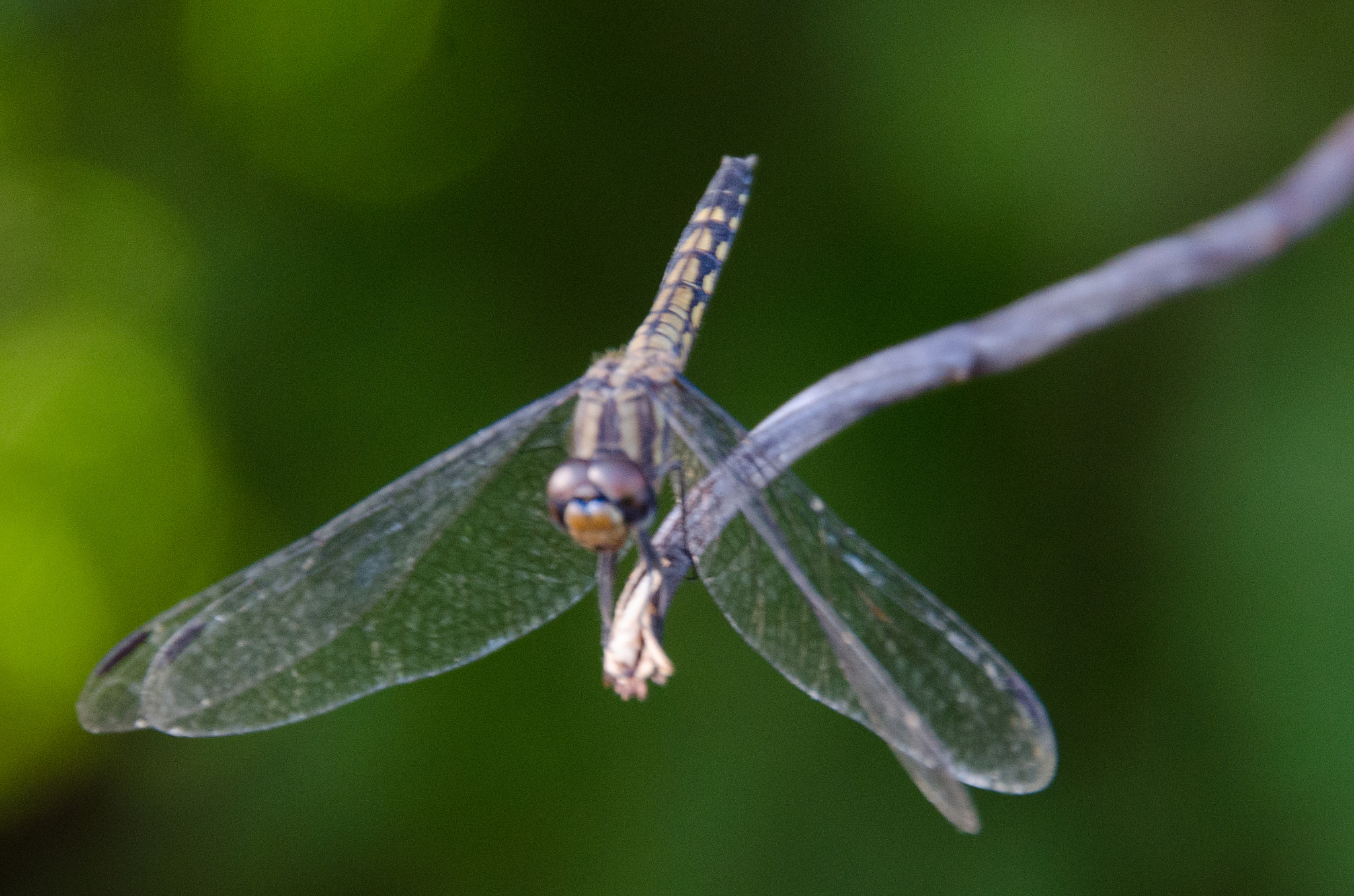 Sigma 18-250mm F3.5-6.3 DC OS HSM sample photo. Dragonfly photography