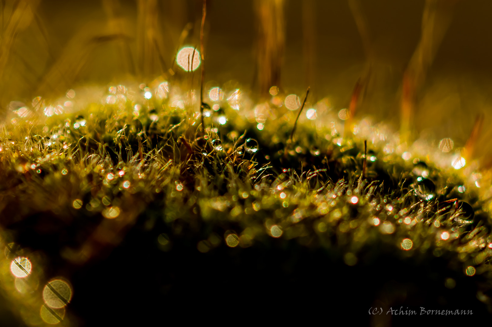 Sony SLT-A58 + 90mm F2.8 Macro SSM sample photo. Moss photography