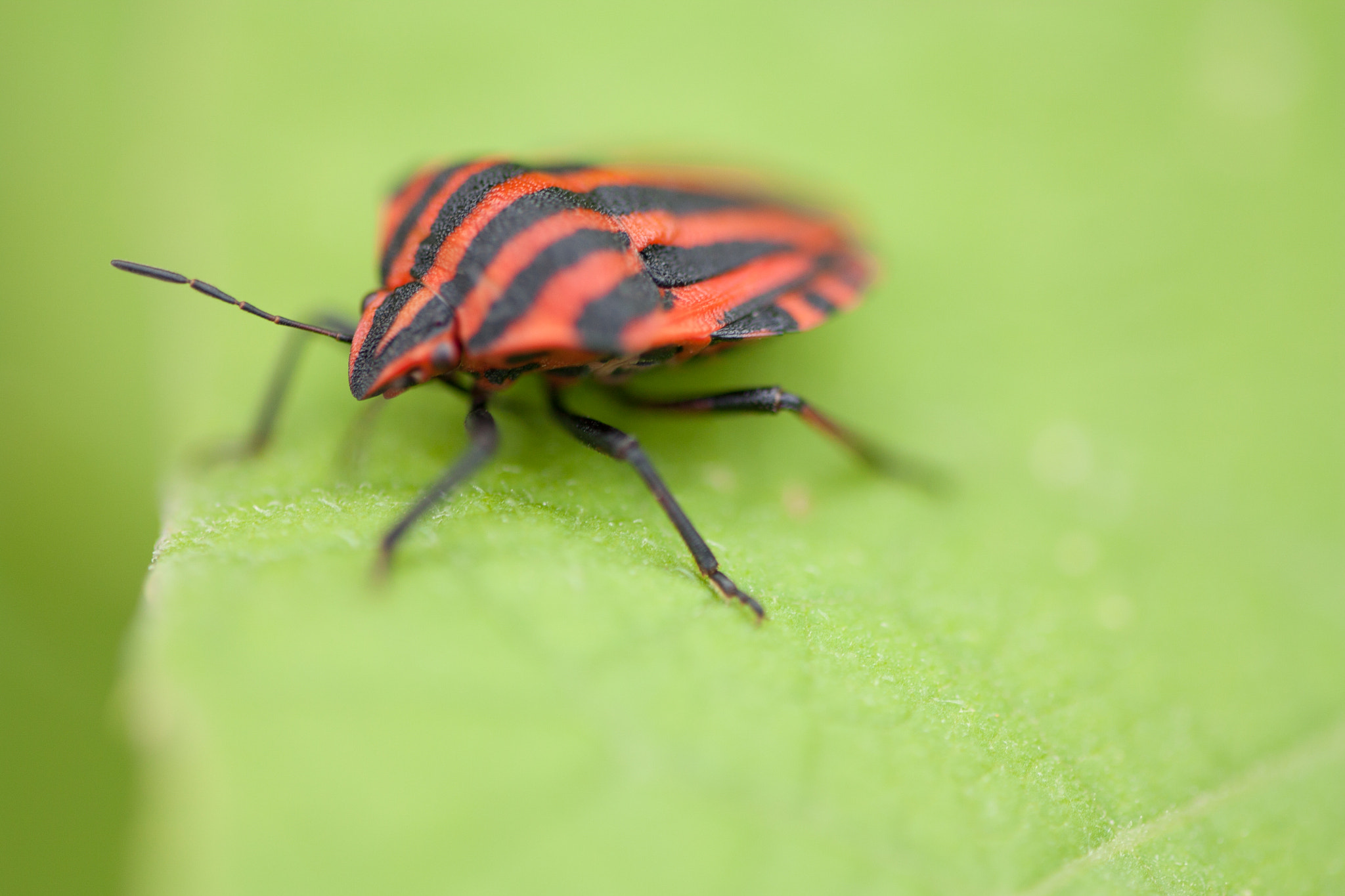 Tamron SP AF 60mm F2 Di II LD IF Macro sample photo. Oh punaise photography