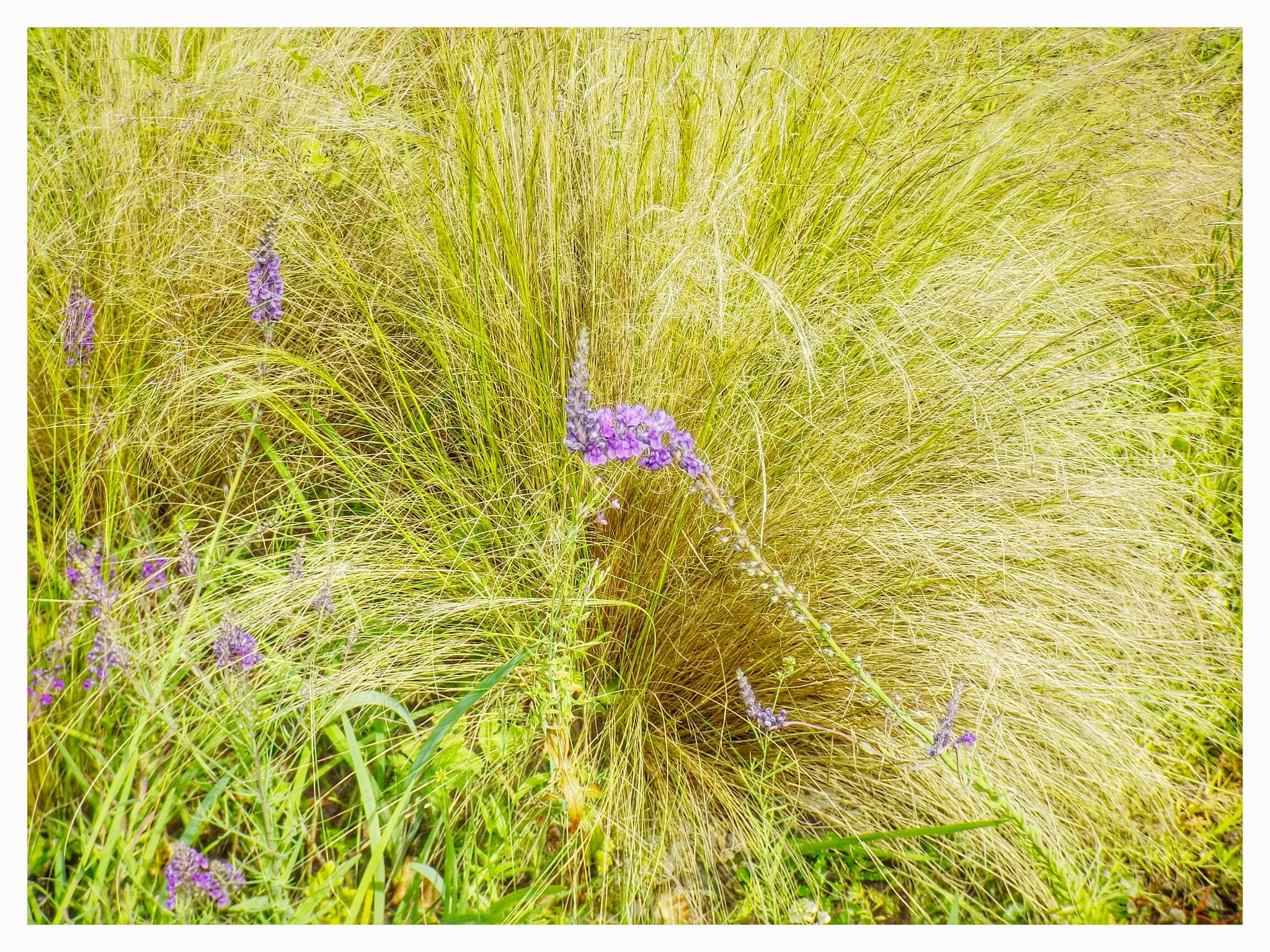 Fujifilm FinePix S4700 sample photo. Summer grasses photography