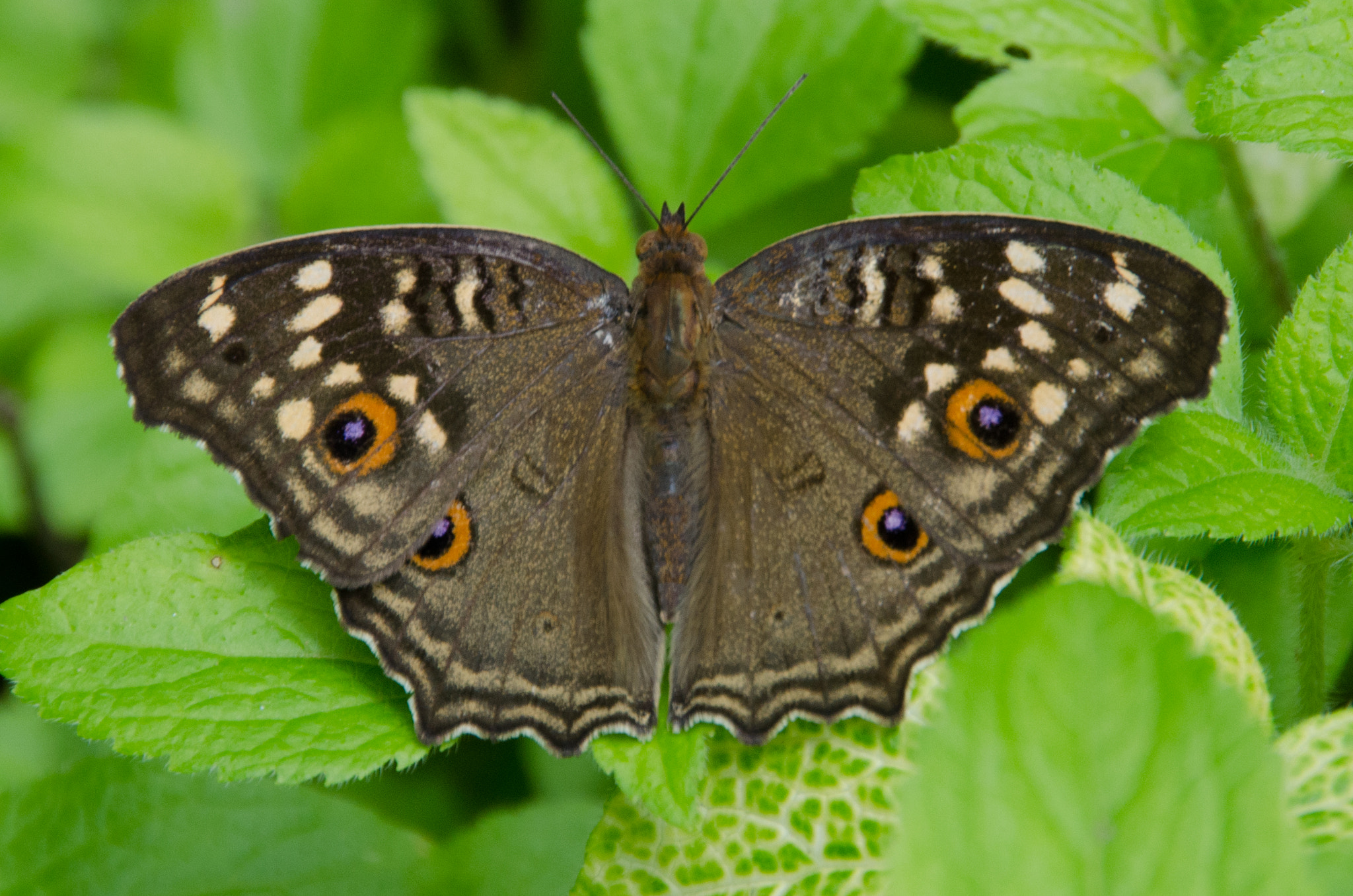 Sigma 18-250mm F3.5-6.3 DC OS HSM sample photo. Butterfly photography
