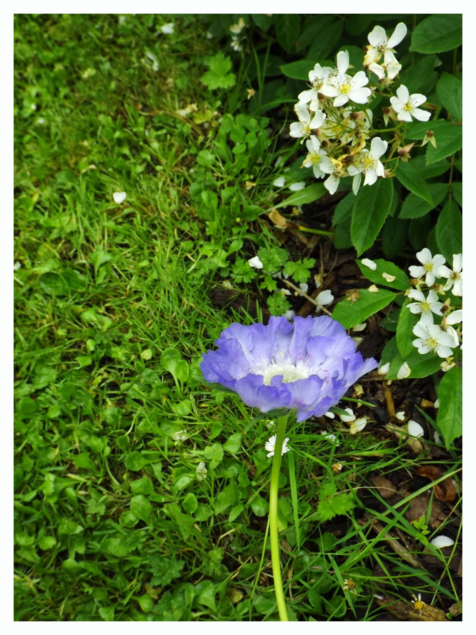 Fujifilm FinePix S4700 sample photo. Blue photography