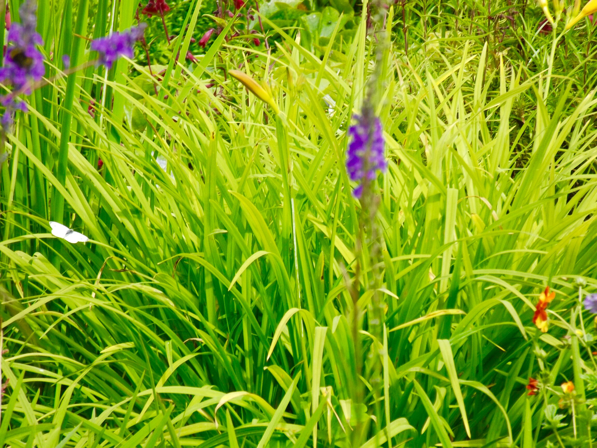 Fujifilm FinePix S4700 sample photo. Butterfly summer photography