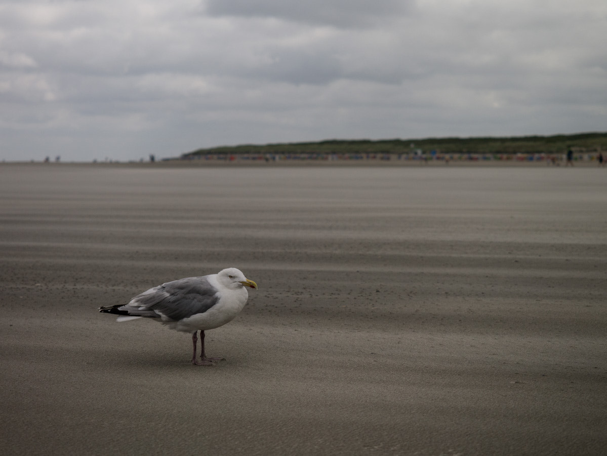 Panasonic Lumix DMC-GX1 sample photo. Seagull photography