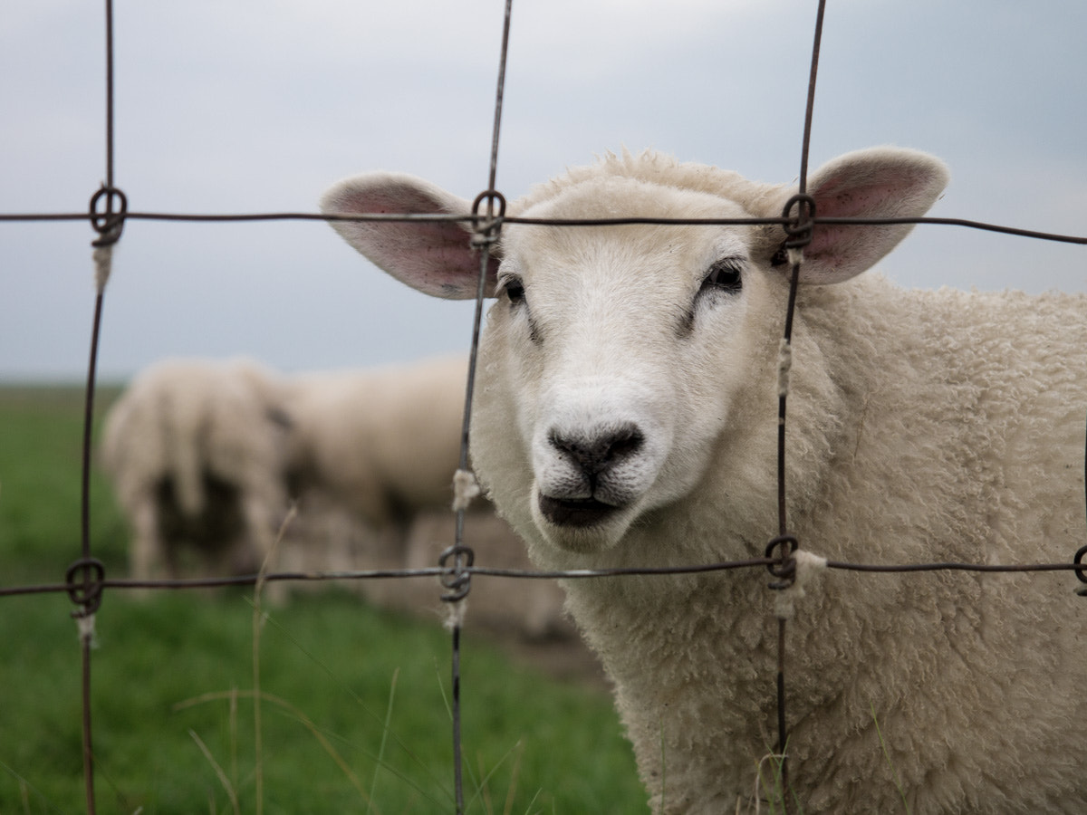 Panasonic Lumix DMC-GX1 + Olympus M.Zuiko Digital ED 12-40mm F2.8 Pro sample photo. Sheep photography