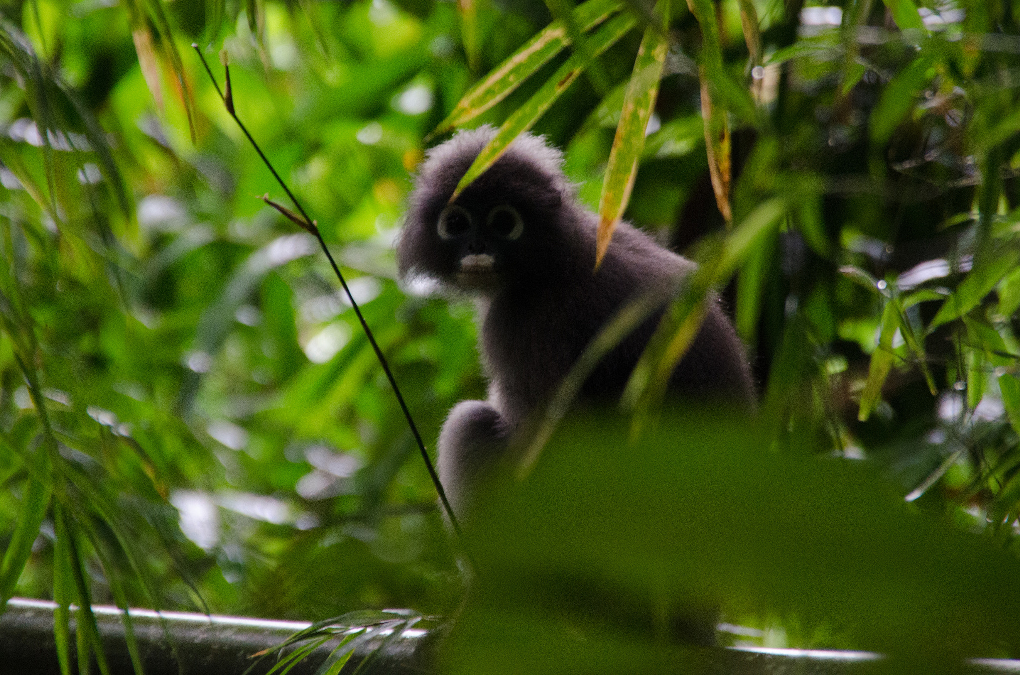 Sigma 18-250mm F3.5-6.3 DC OS HSM sample photo. Bewerkt photography
