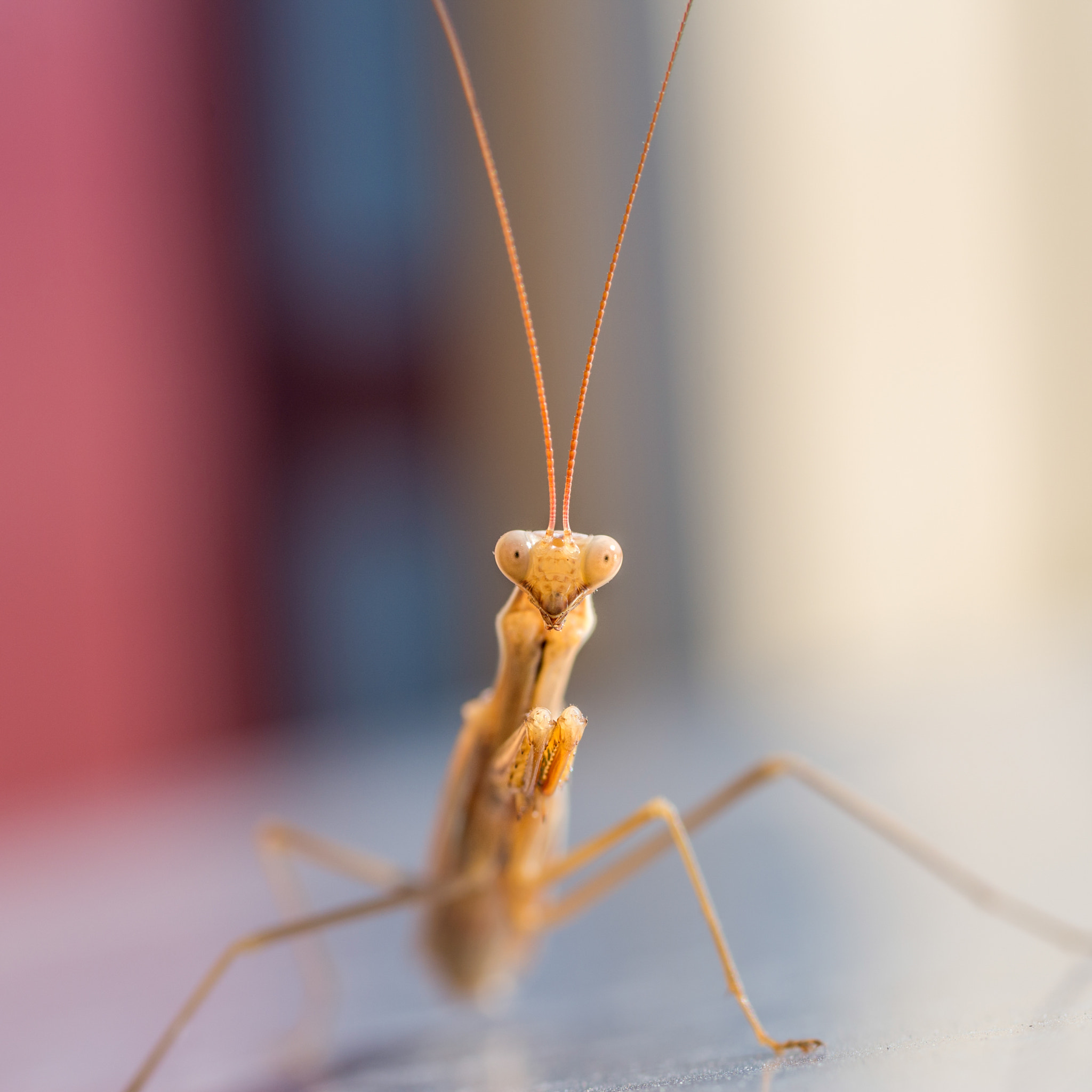 Pentax smc D-FA 50mm F2.8 Macro sample photo. Insect portrait photography