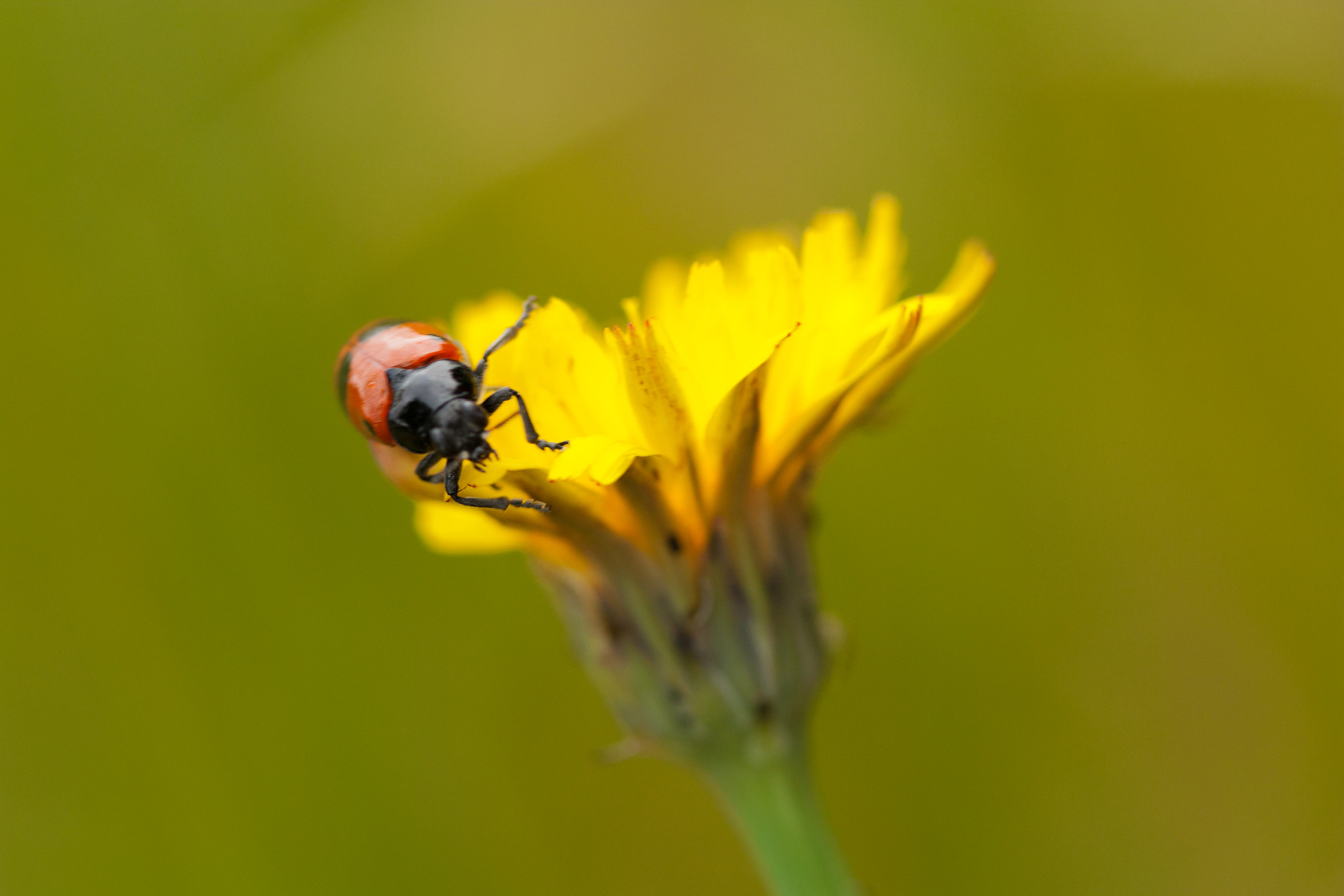 Canon EF 100mm F2.8 Macro USM sample photo. Pissenlis photography