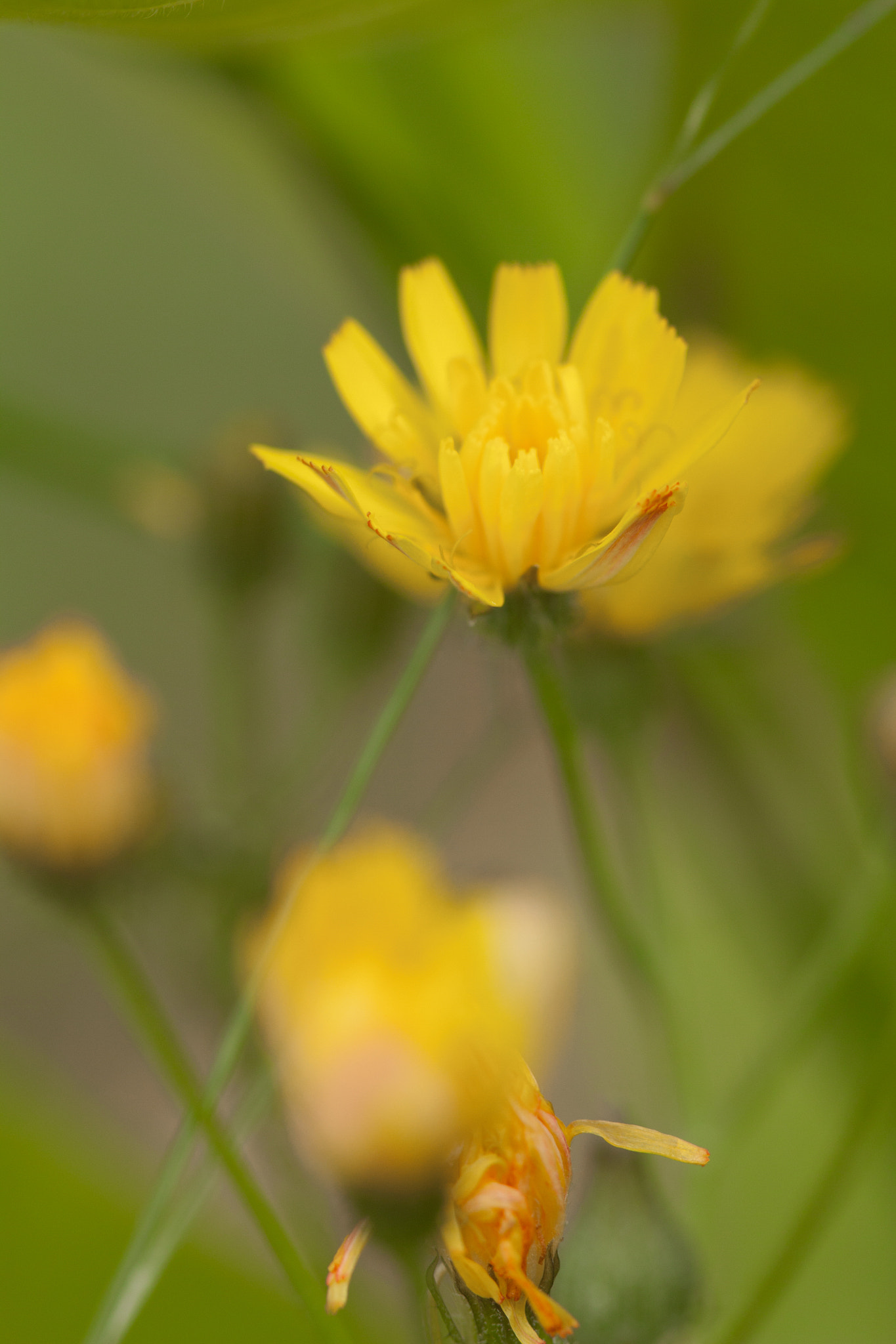 Canon EF 100mm F2.8 Macro USM sample photo. Pissenlis photography