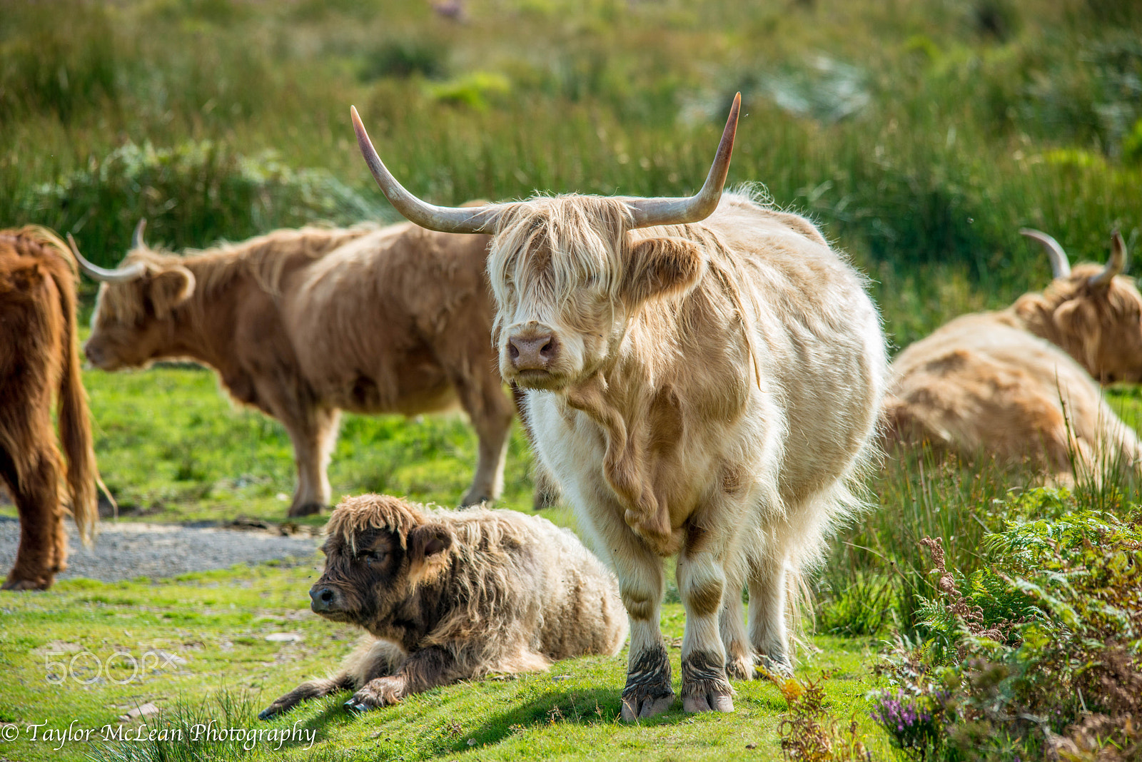 Sigma 150-500mm F5-6.3 DG OS HSM sample photo. Highland coos on exmoor photography