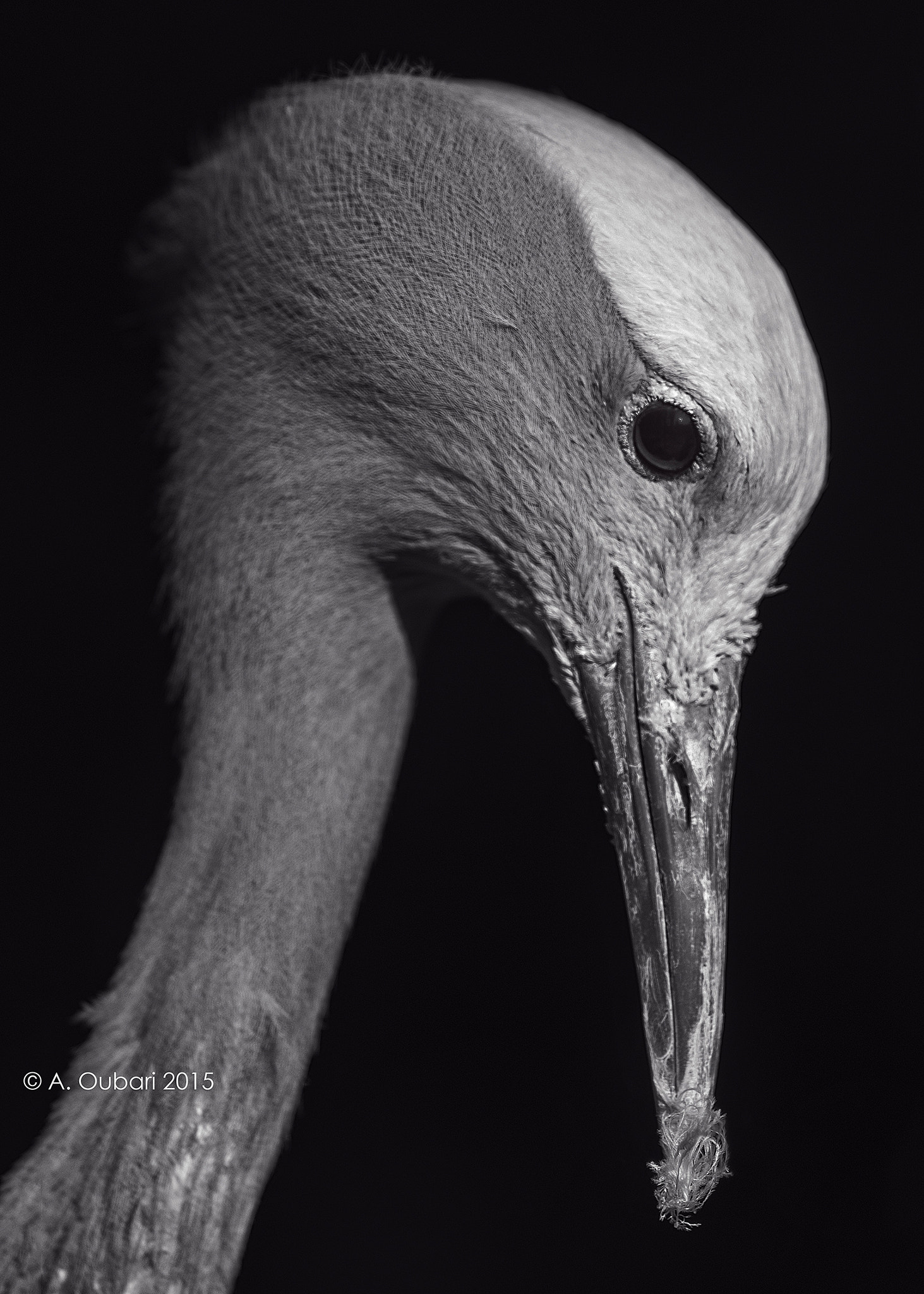 Nikon D610 + AF Nikkor 180mm f/2.8 IF-ED sample photo. Stanely crane b&w portrait photography