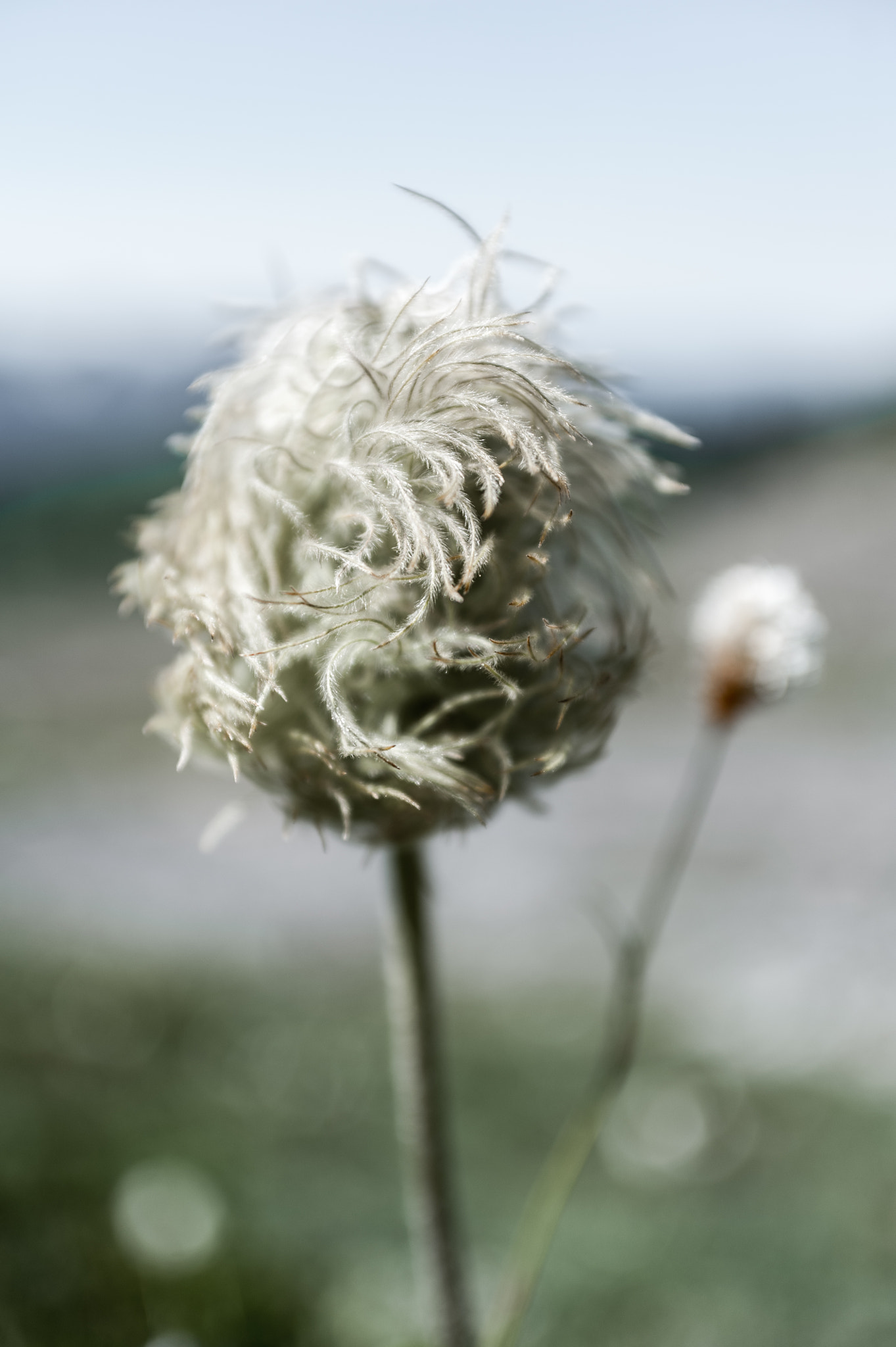 Nikon D700 sample photo. Western anemone photography