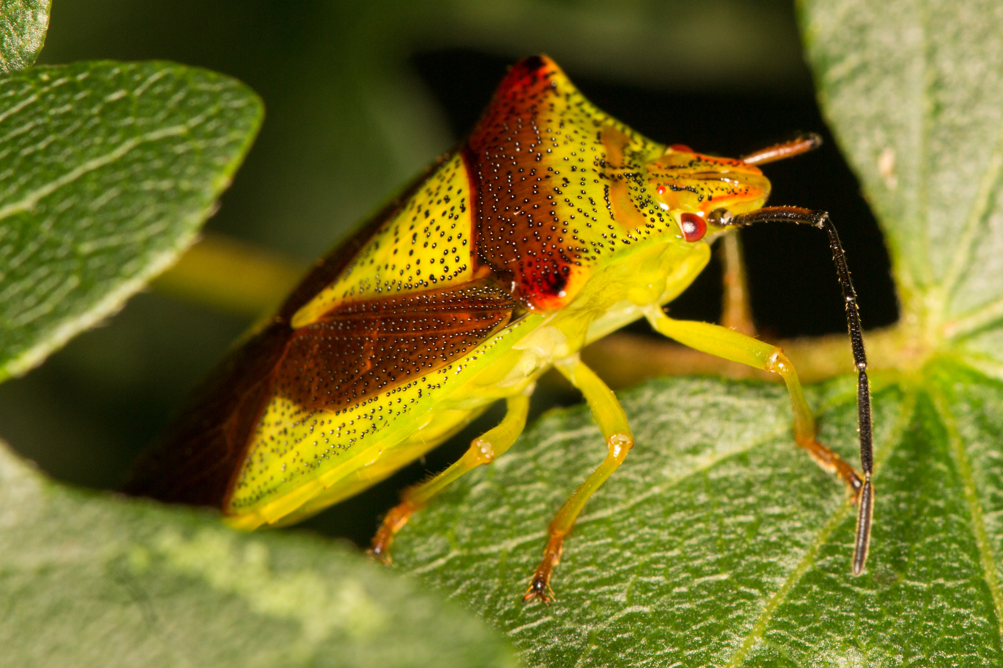Sigma APO Macro 150mm f/2.8 EX DG HSM sample photo. Colorful bug photography