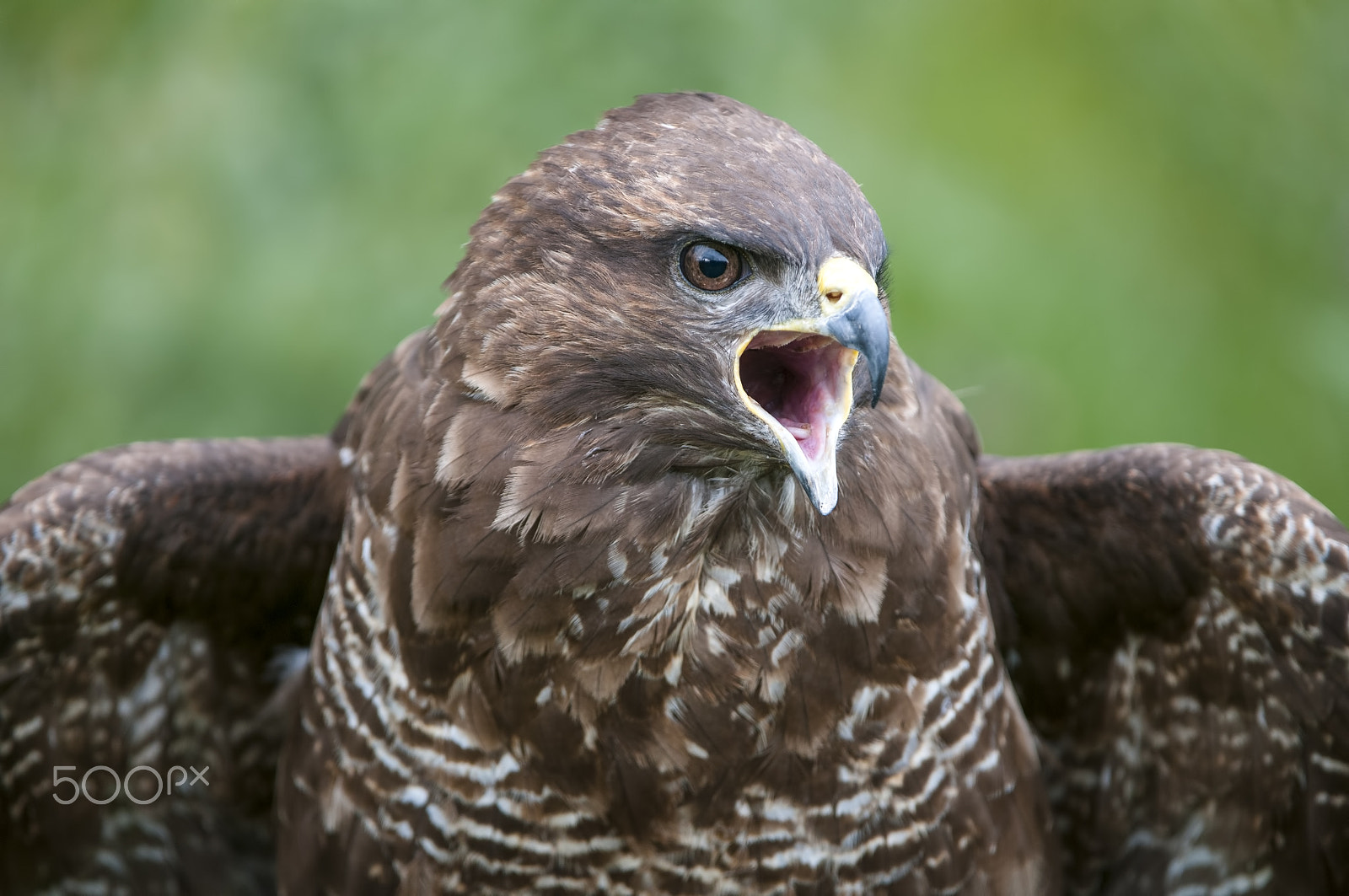 Nikon AF-S Nikkor 200-400mm F4G ED-IF VR sample photo. Ratonero chillando photography