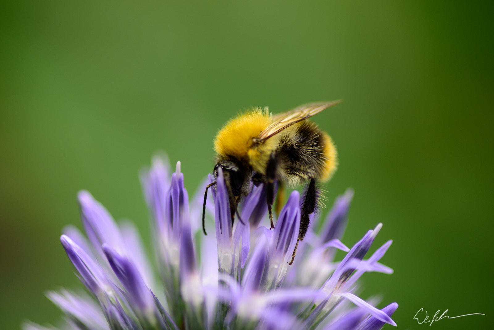 Nikon D750 + Tokina AT-X Pro 100mm F2.8 Macro sample photo. Bombus photography