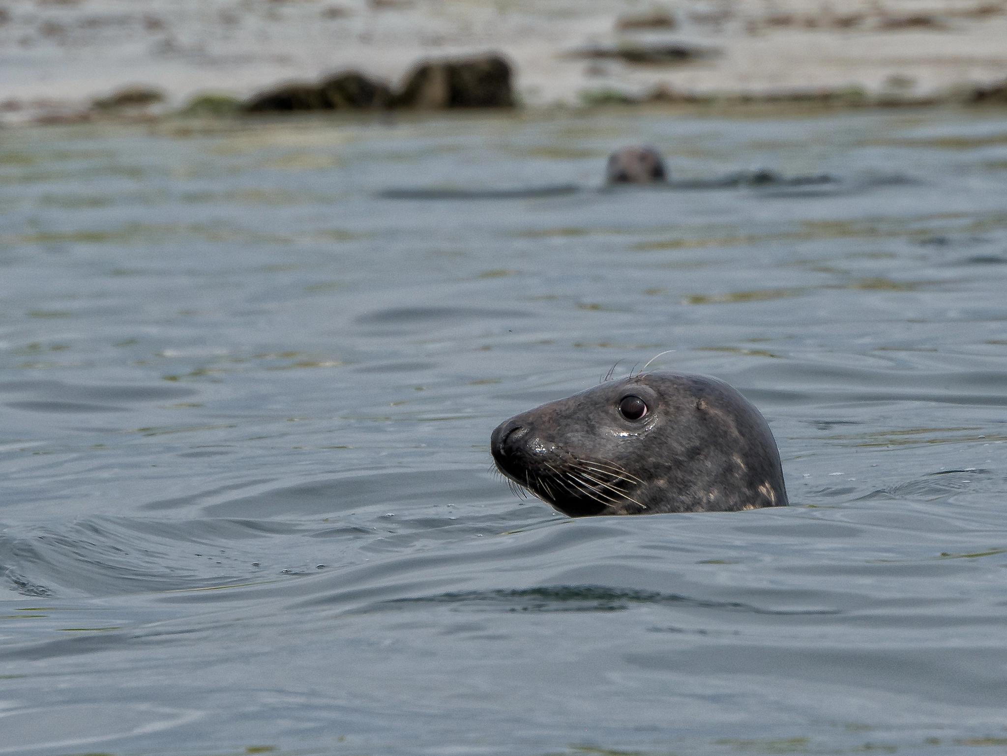 Panasonic Lumix DMC-G7 sample photo. Grey seal in the monach islands photography