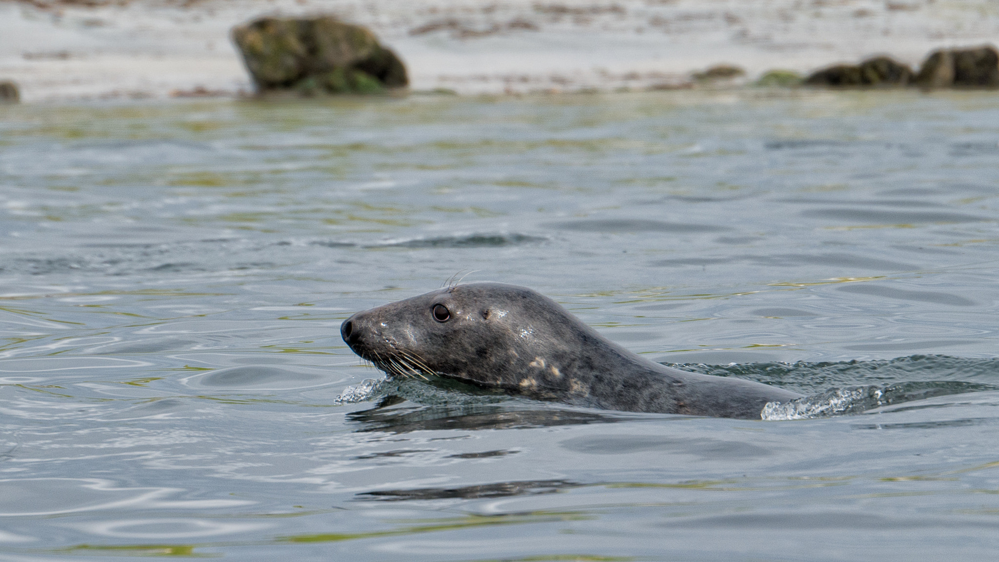 Panasonic Lumix DMC-G7 sample photo. Grey seal in the monach islands photography