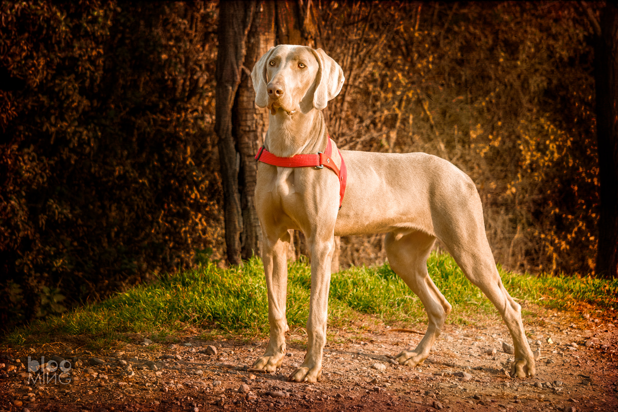 Sigma 50-200mm F4-5.6 DC OS HSM sample photo. My weimaraner vasco photography