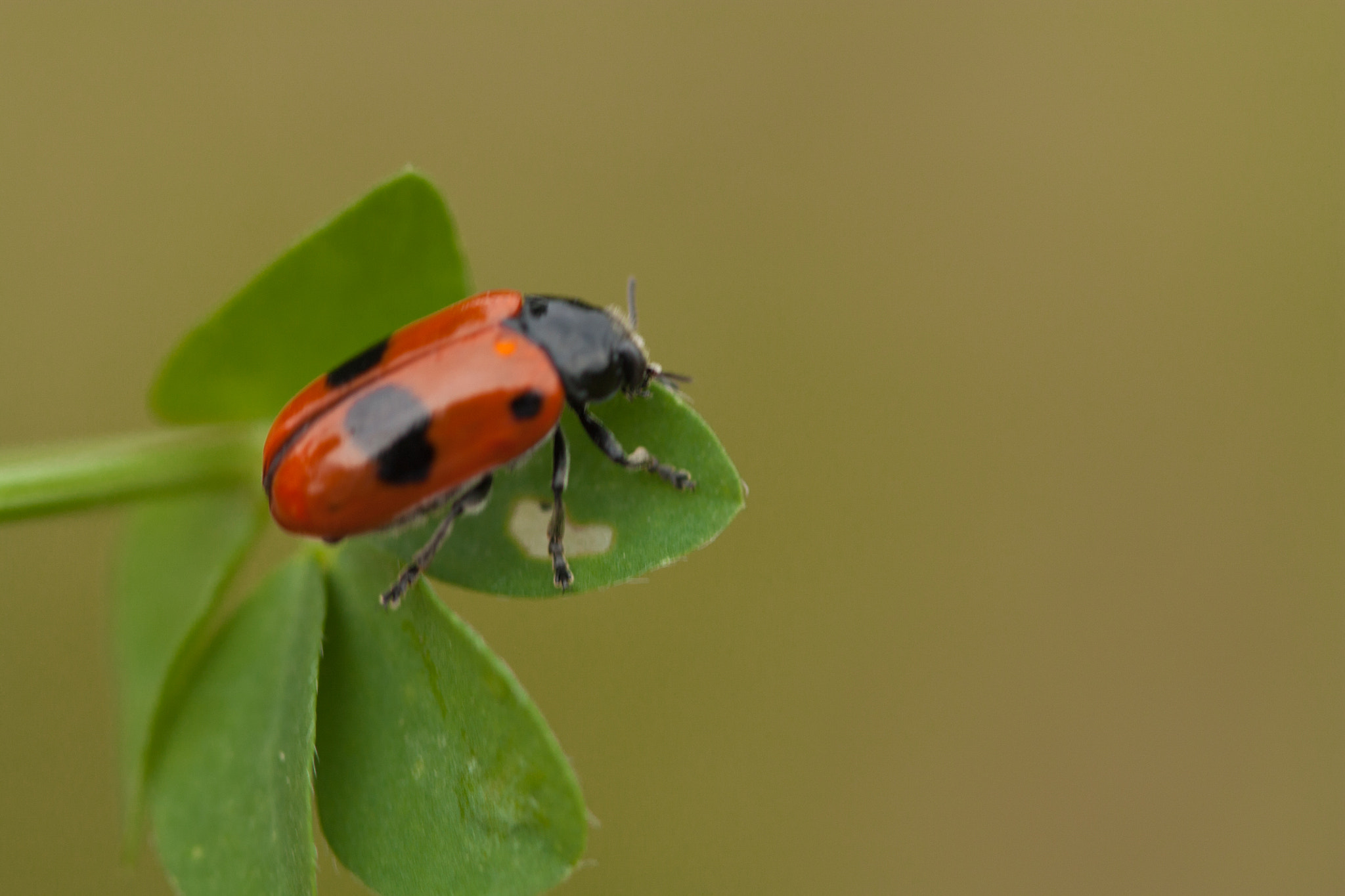 Canon EF 100mm F2.8 Macro USM sample photo. Trèfle photography