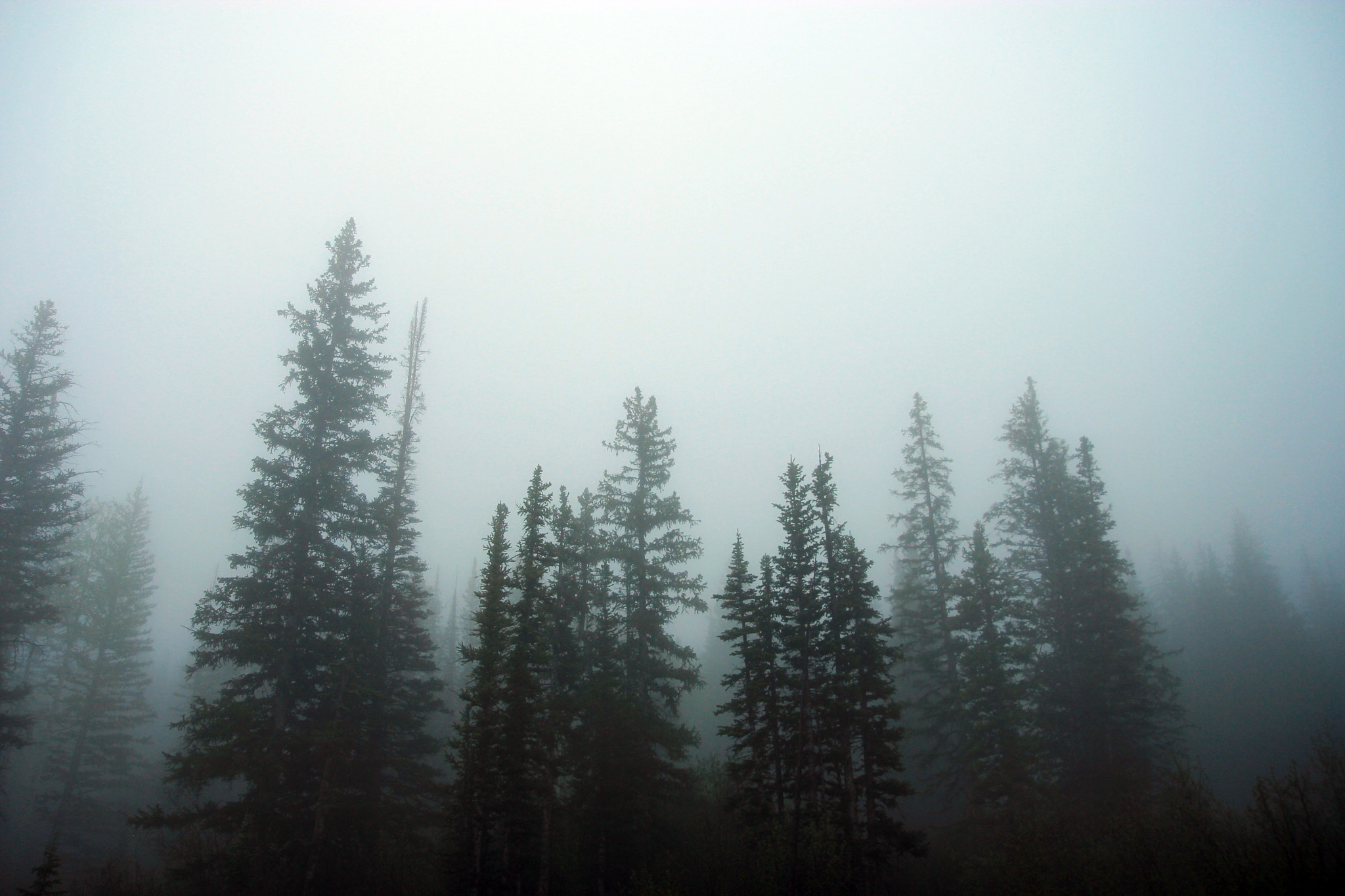 Canon EOS 550D (EOS Rebel T2i / EOS Kiss X4) sample photo. Trees in utah photography