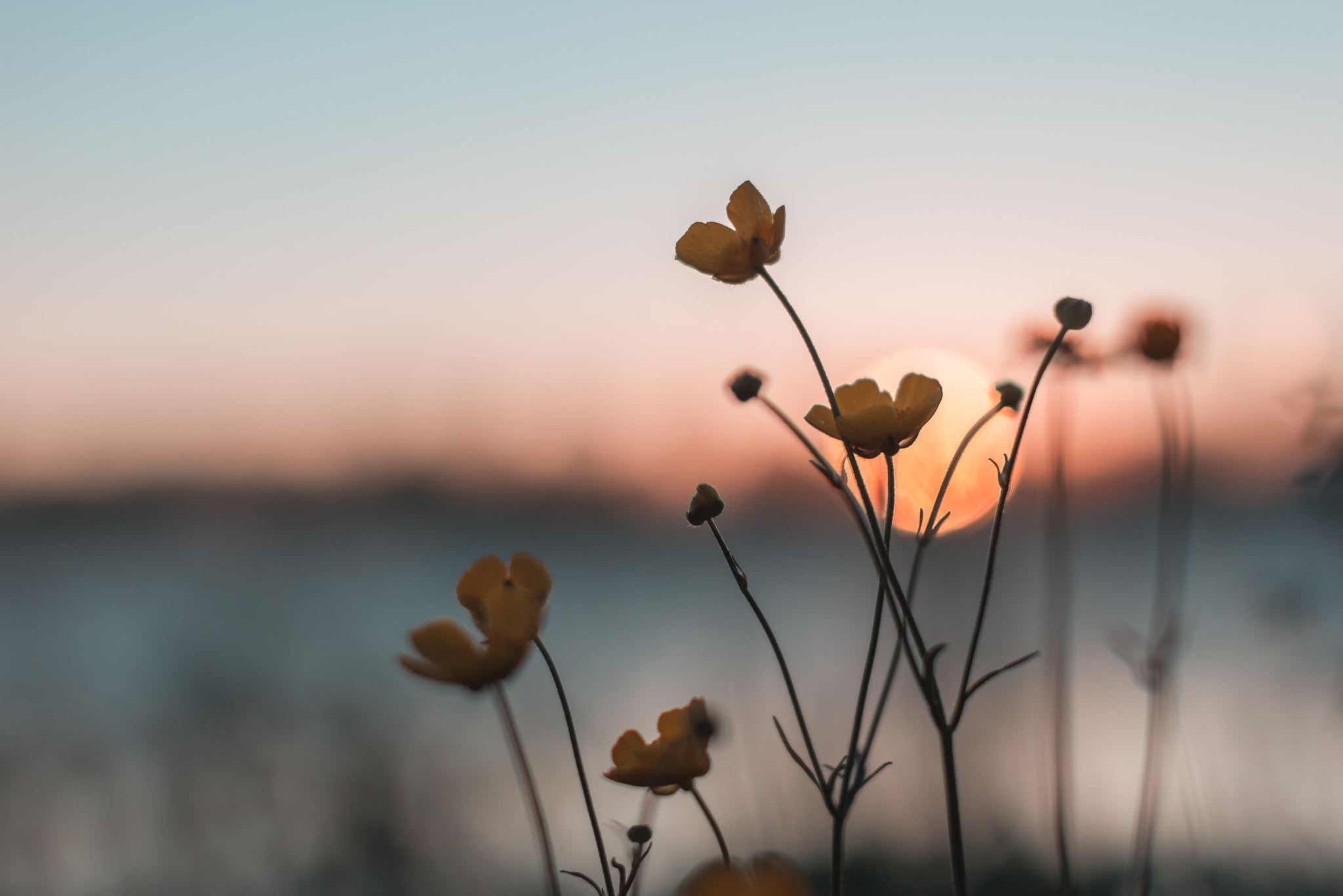 Sigma 50mm F1.4 EX DG HSM sample photo. Flowers in the sunrise photography