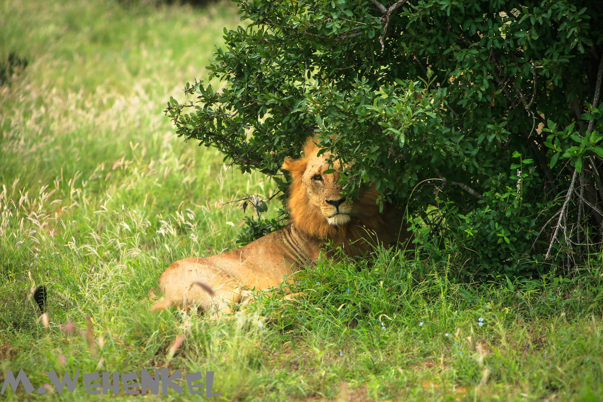 Canon EF 70-200mm F2.8L IS USM sample photo