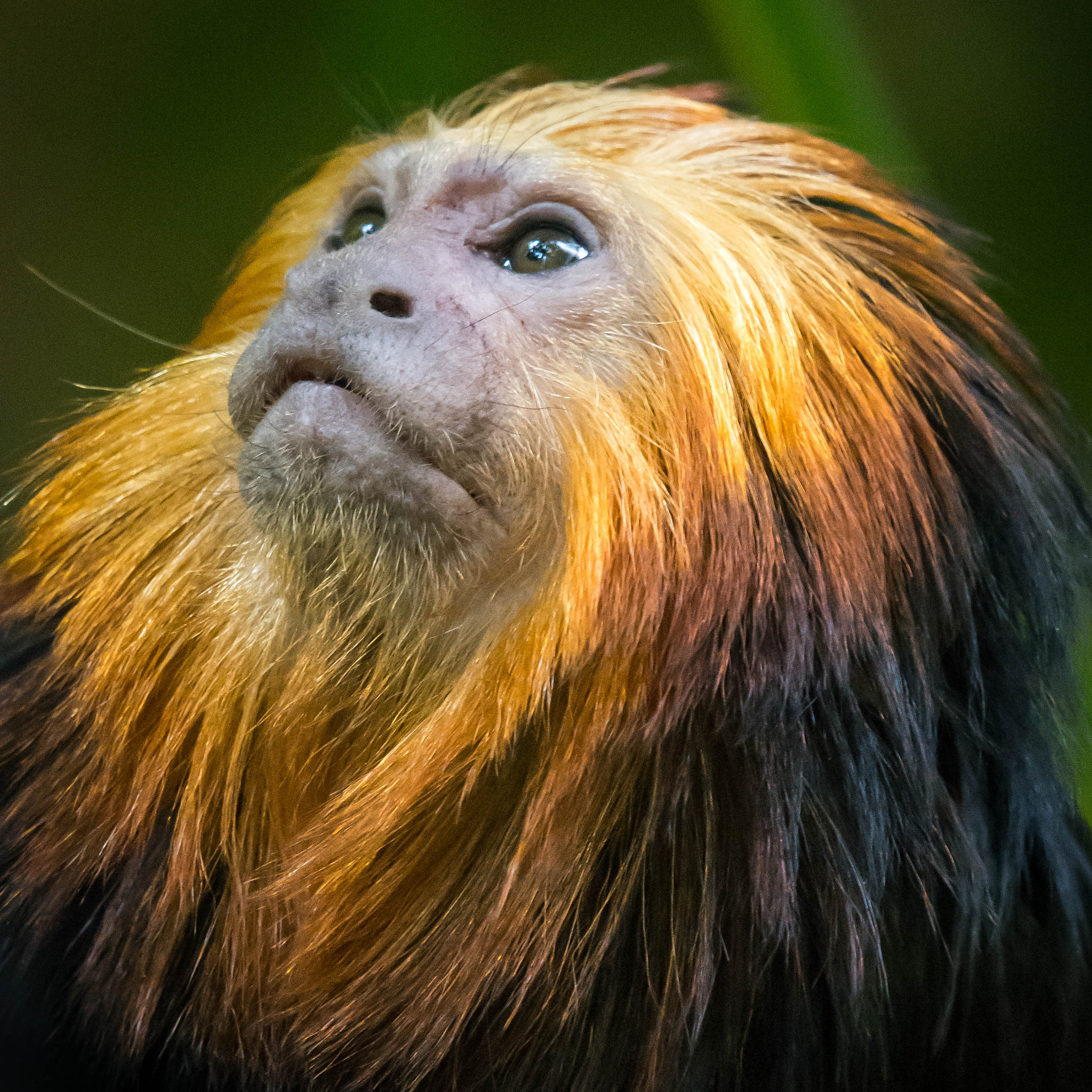 Nikon Nikkor AF-S 300mm F4E PF ED VR sample photo. His hair was perfect photography