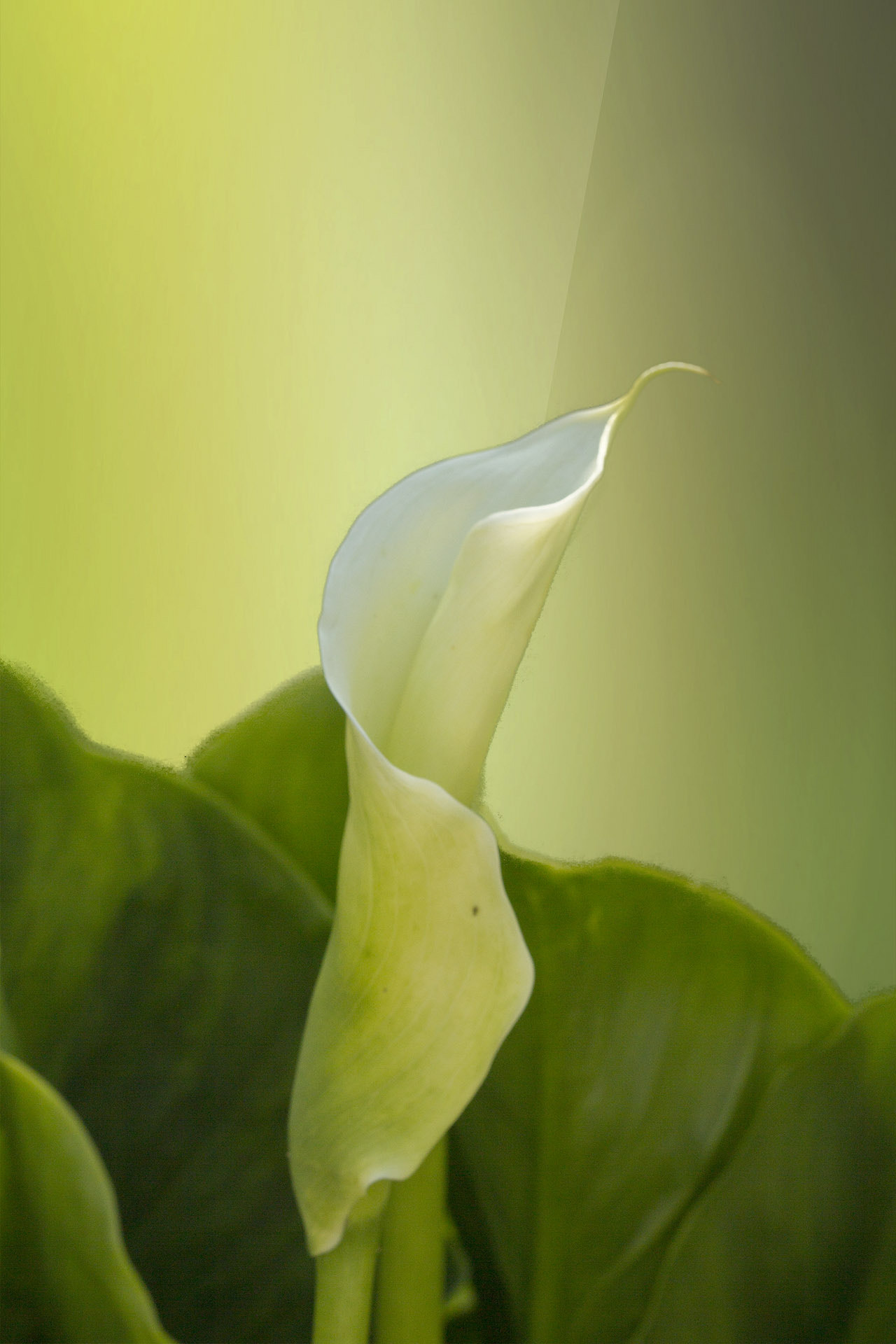 Canon EF 100mm F2.8 Macro USM sample photo. Flower photography