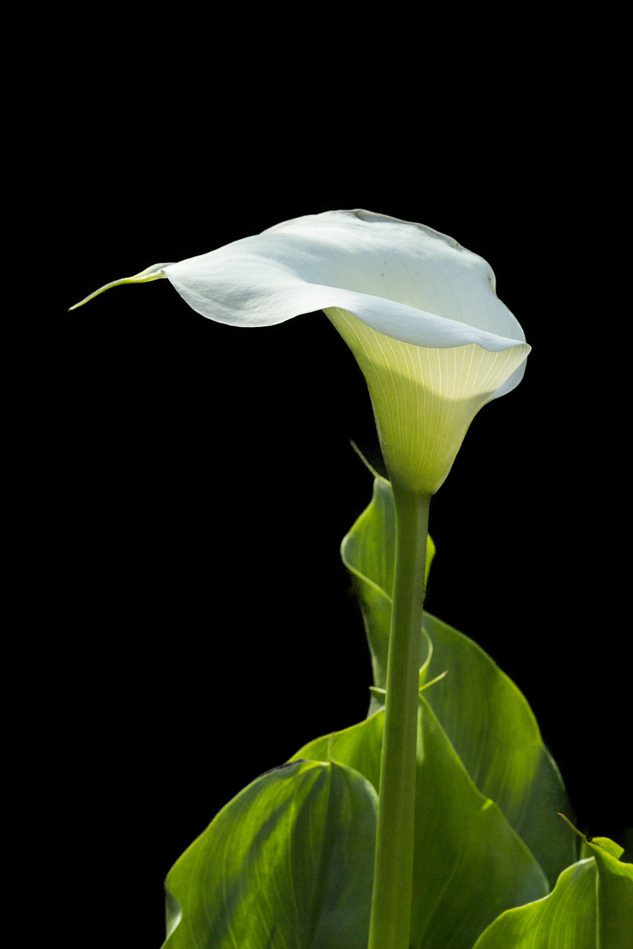 Canon EF 100mm F2.8 Macro USM sample photo. Flower photography