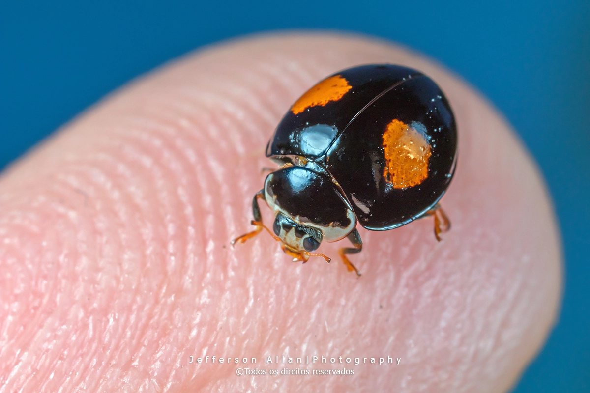 Canon MP-E 65mm F2.5 1-5x Macro Photo sample photo. Love photography