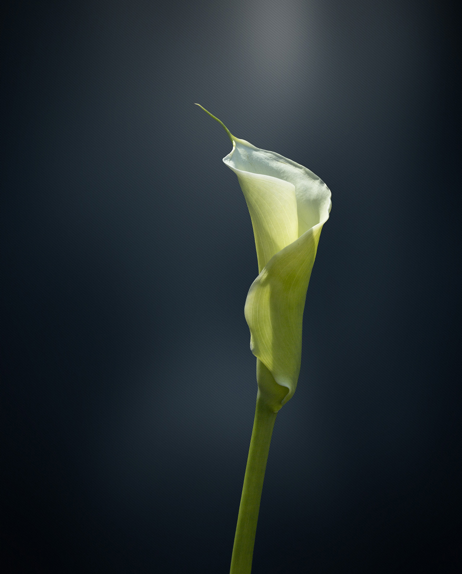 Canon EF 100mm F2.8 Macro USM sample photo. Flower photography
