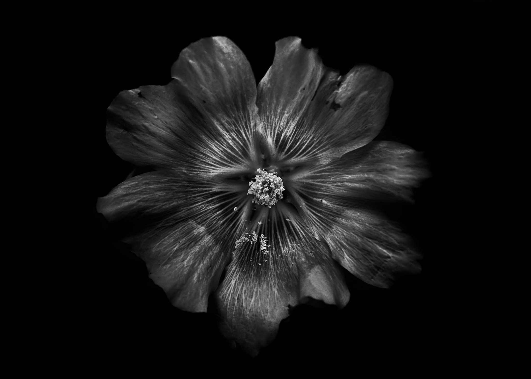Canon EOS 500D (EOS Rebel T1i / EOS Kiss X3) sample photo. Backyard flowers in black and white 22 photography