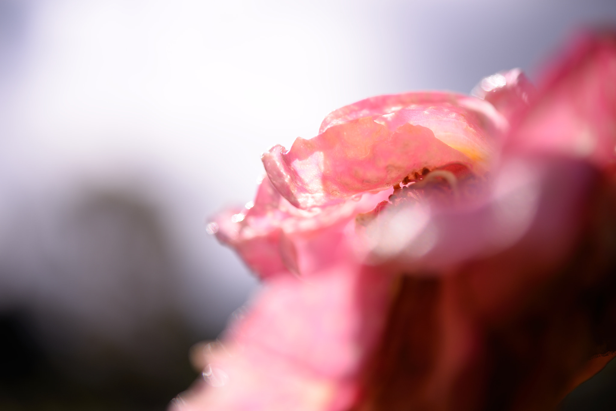 Nikon AF-S Micro-Nikkor 60mm F2.8G ED sample photo. Rose garden photography