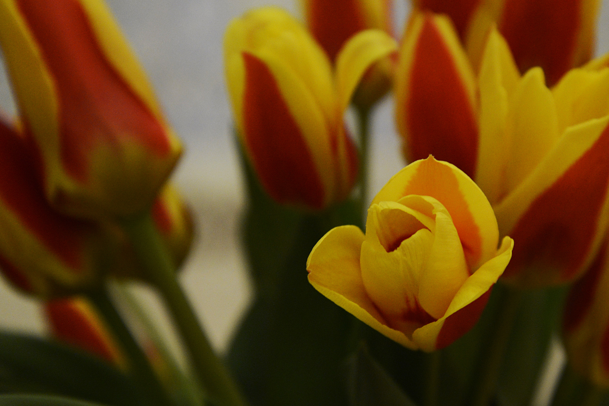 Nikon D600 sample photo. Tulips photography