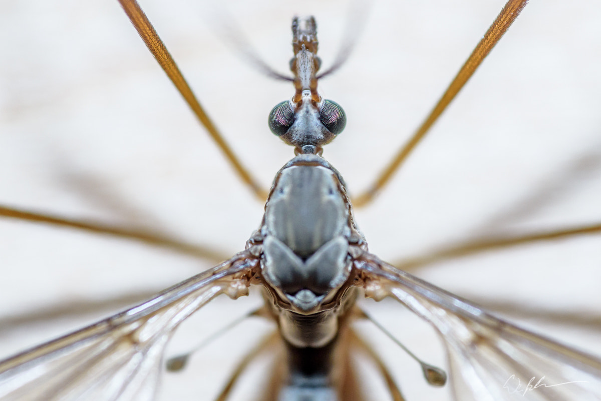 Tokina AT-X Pro 100mm F2.8 Macro sample photo. Tipulidae photography