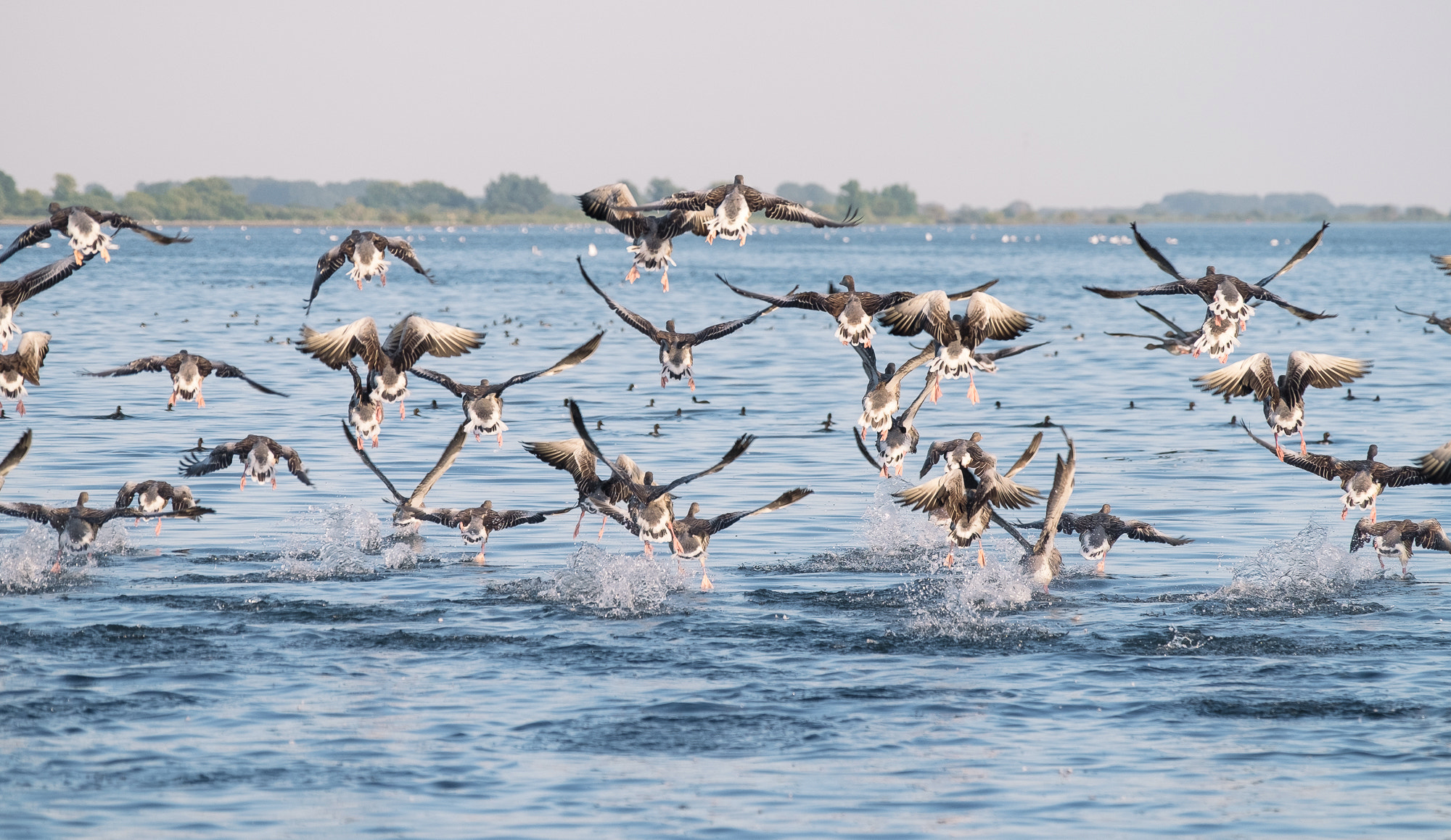 Fujifilm X-T1 + XF50-140mmF2.8 R LM OIS WR + 1.4x sample photo. Gees on the run photography