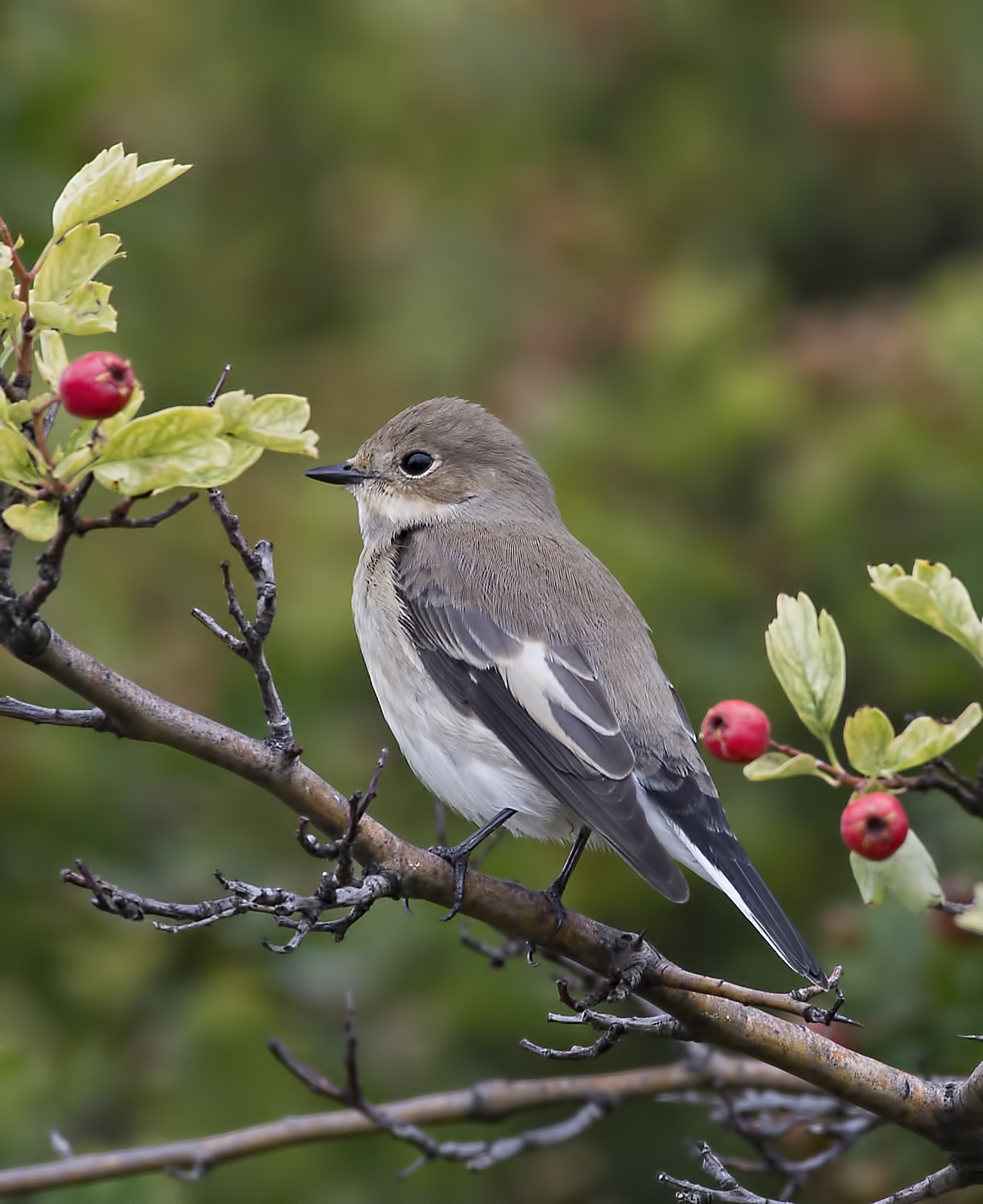 Nikon AF-S Nikkor 200-500mm F5.6E ED VR sample photo. A pied flycatcher photography